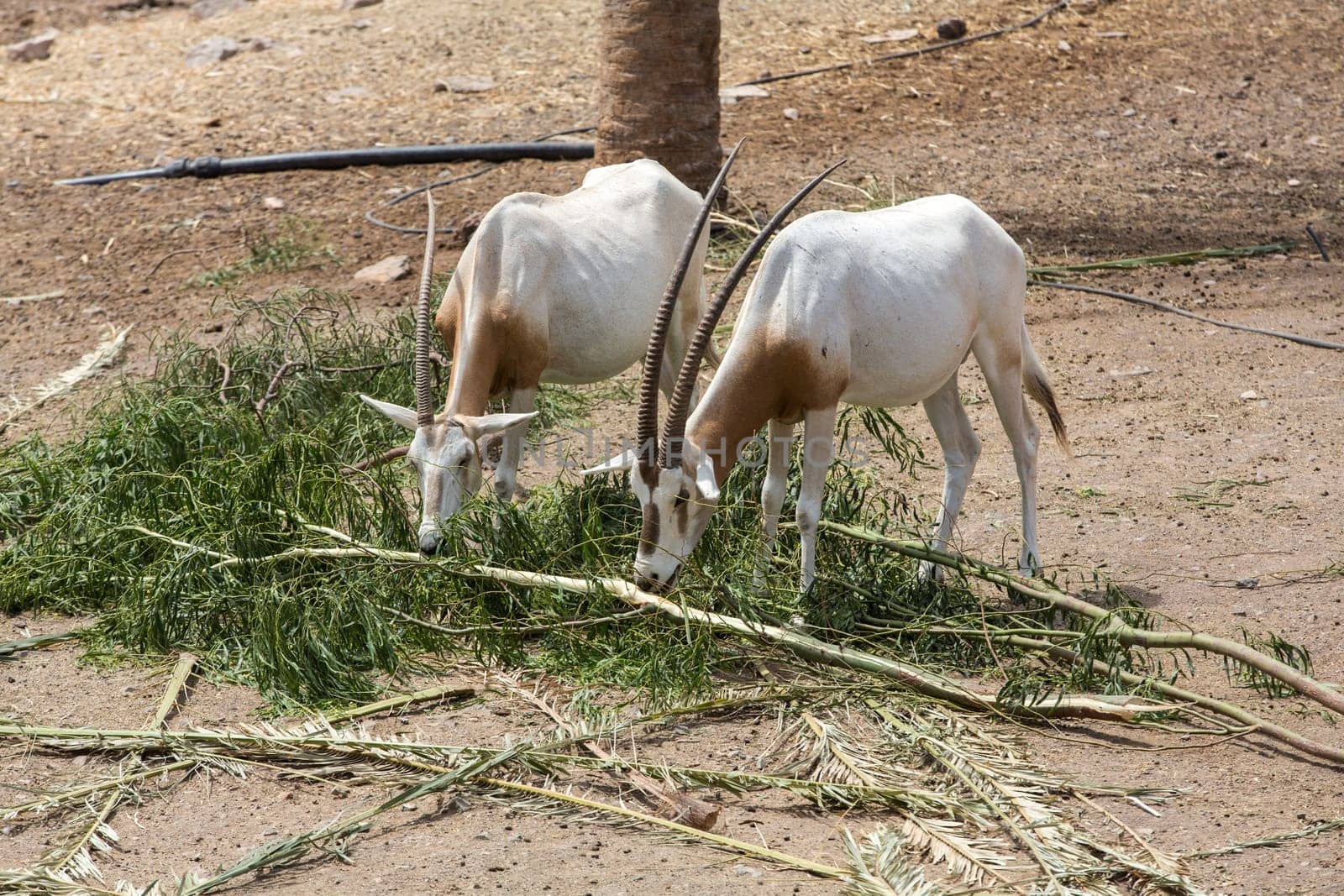 Wild Arabian Oryx (Maha) (Oryx leucoryx)  in safari park