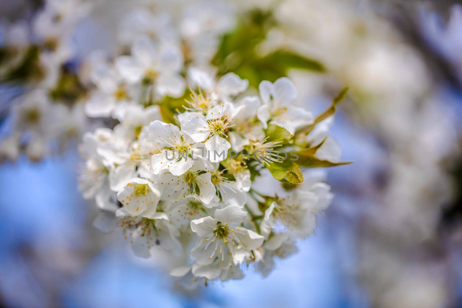 Beautiful white cherry blossom on a branch