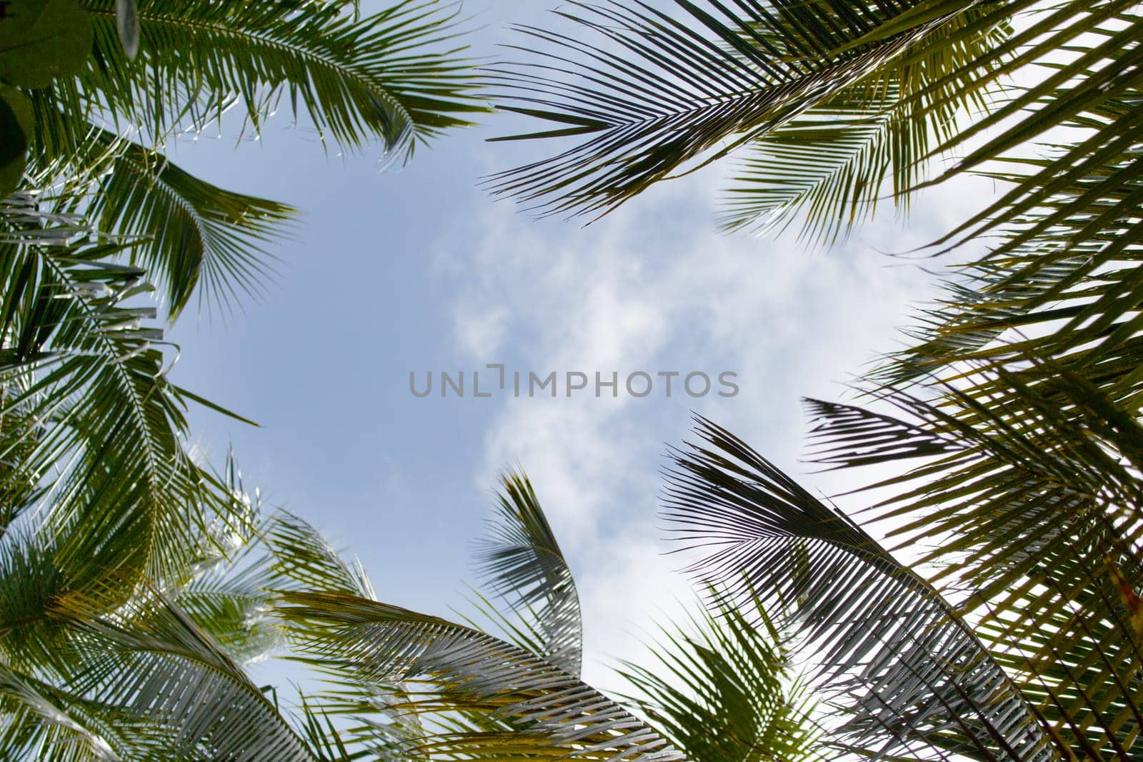 Blue sky with palm leaves and clouds