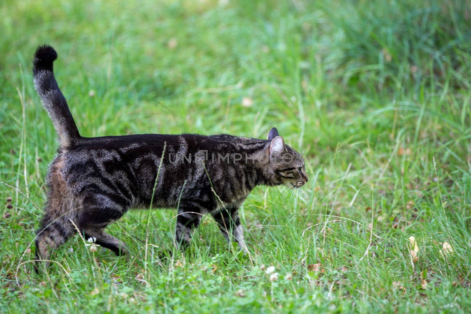 A cat is walking trought the grass and watching and playing, domestic cat