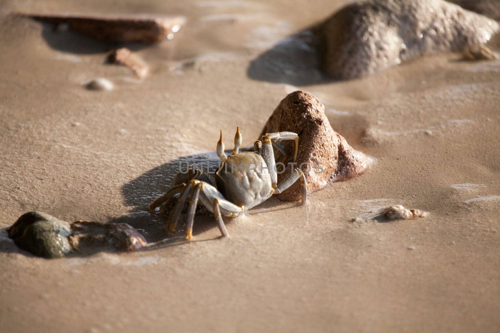 Crab is running on the beach, wet sand