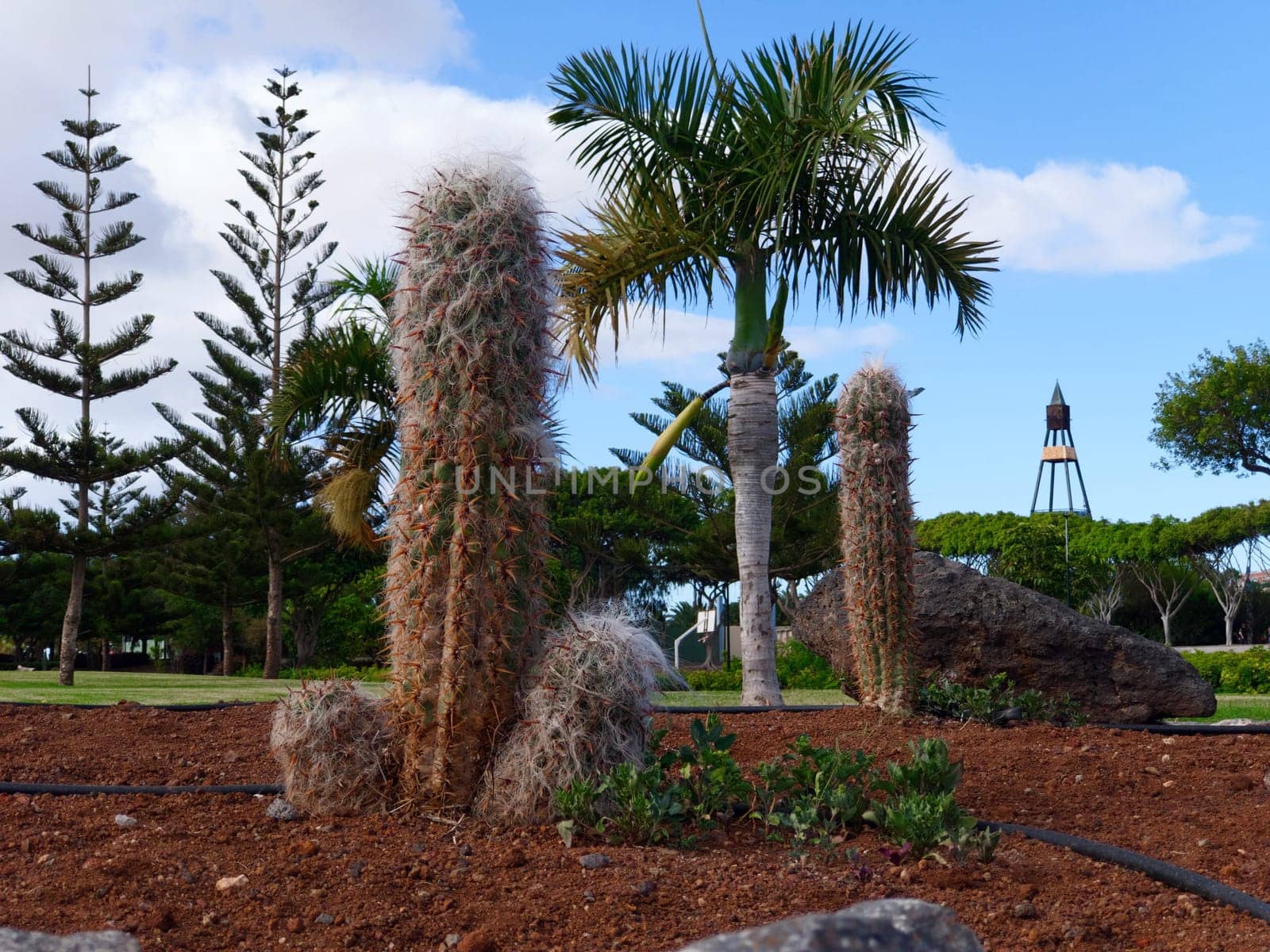 THE CACTUS ARE IN THE PARK 2