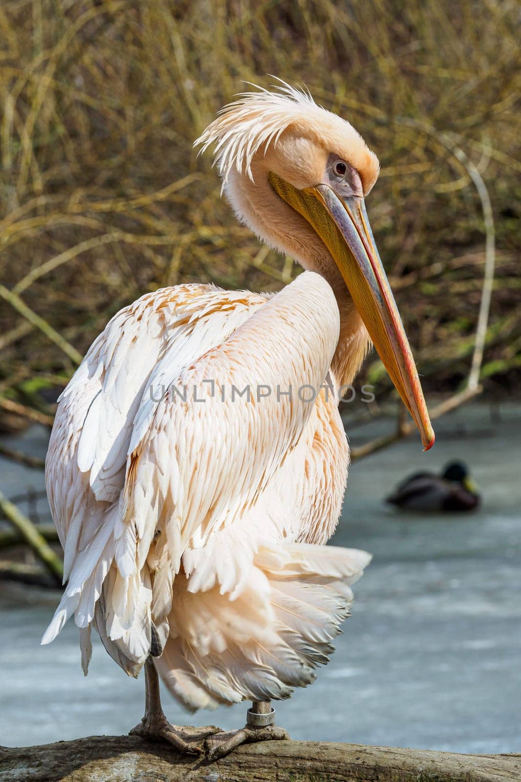 Pelecanus onocrotalus also known as the eastern white pelican, rosy pelican or white pelican.