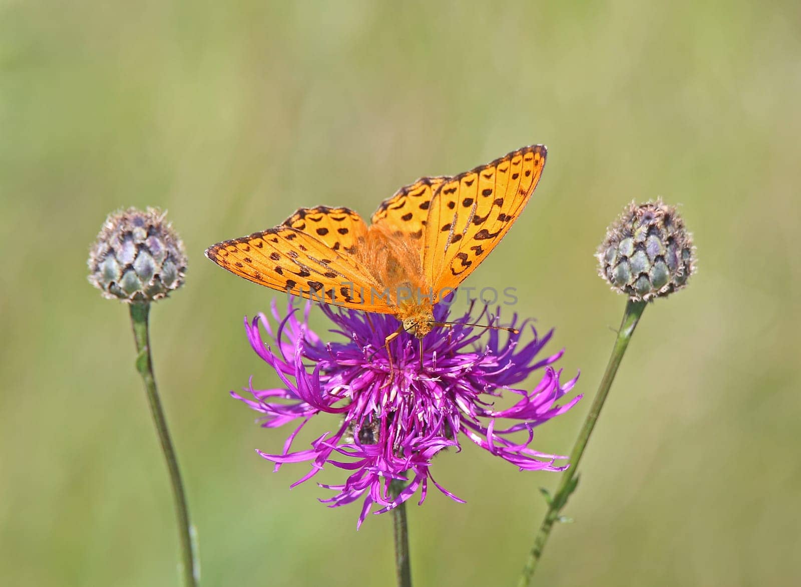 Imperial mantle or silver coat Argynnis paphia on a scabiosis flake flower Centaurea scabiosa