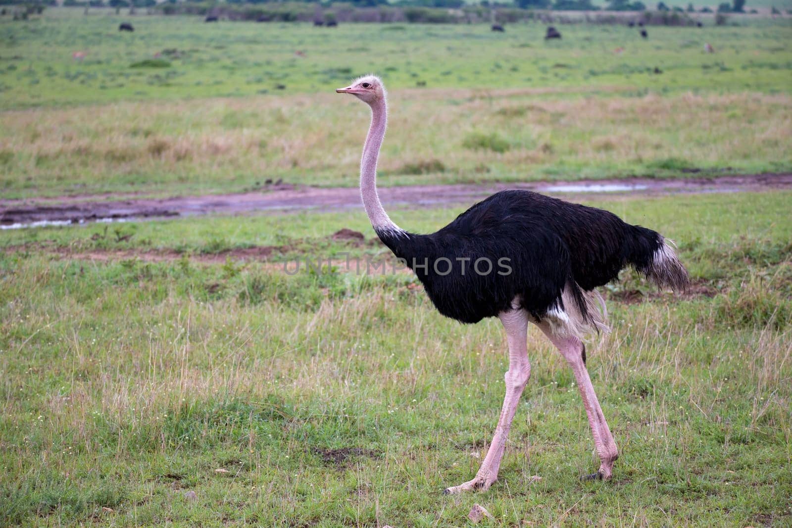 One male Ostrich bird runs through the grass landscape from the savannah in Kenya