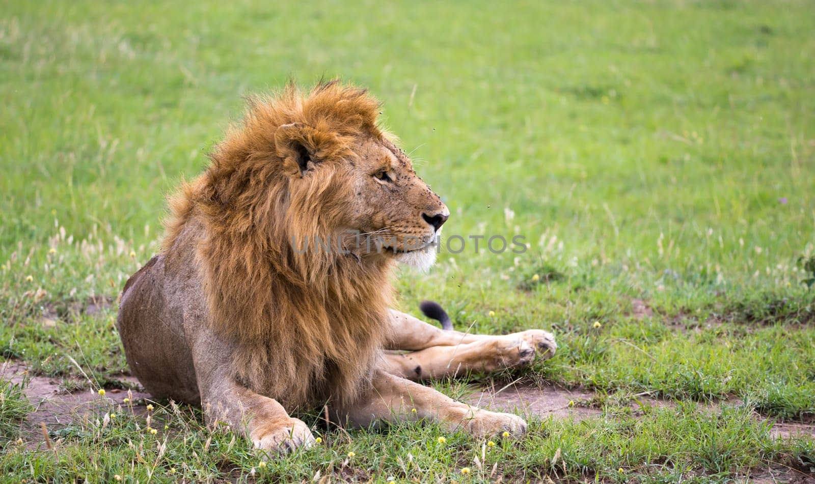 One big lion lies in the grass in the savanna of Kenya