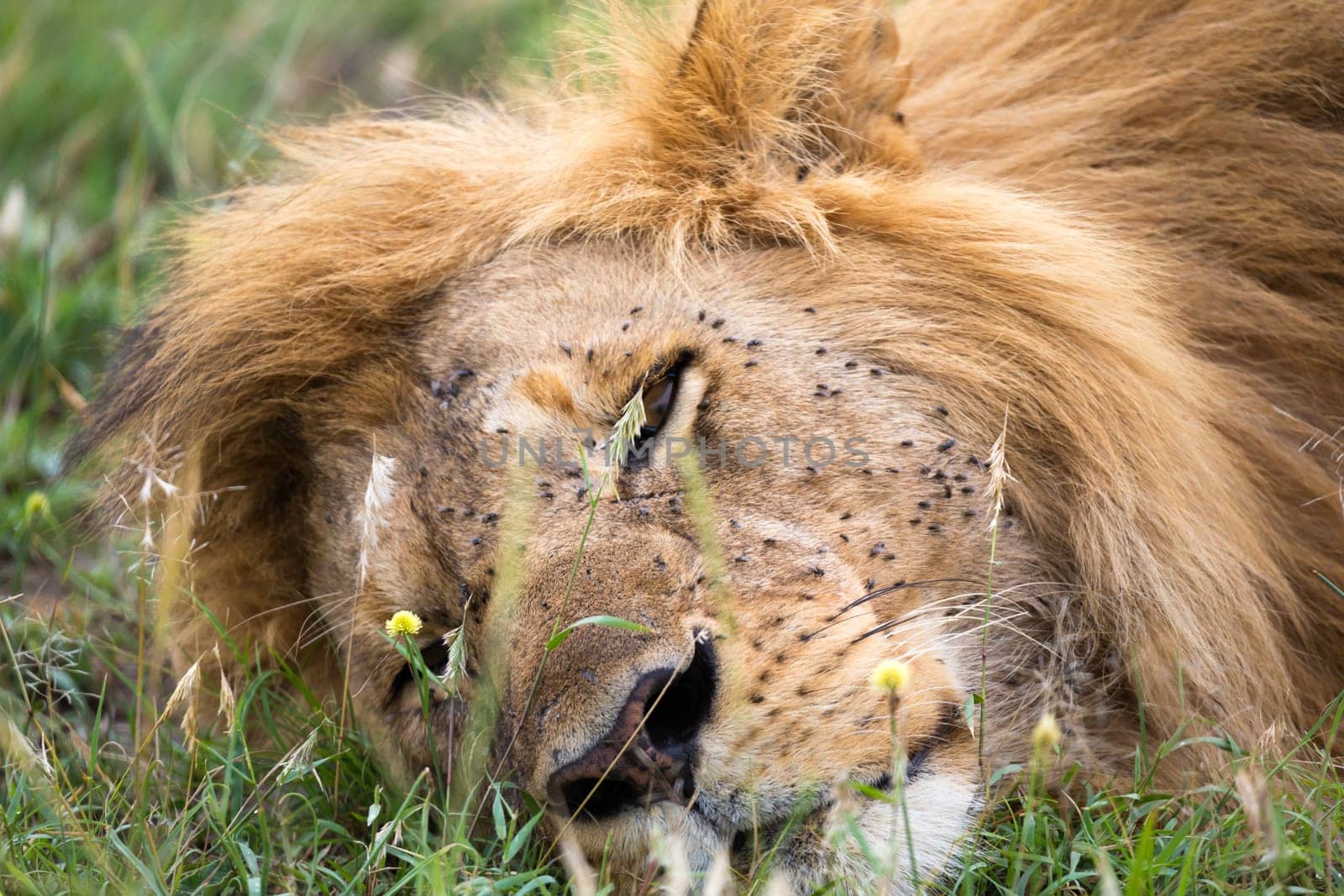 One big lion sleeps in the grass of the Kenyan savannah