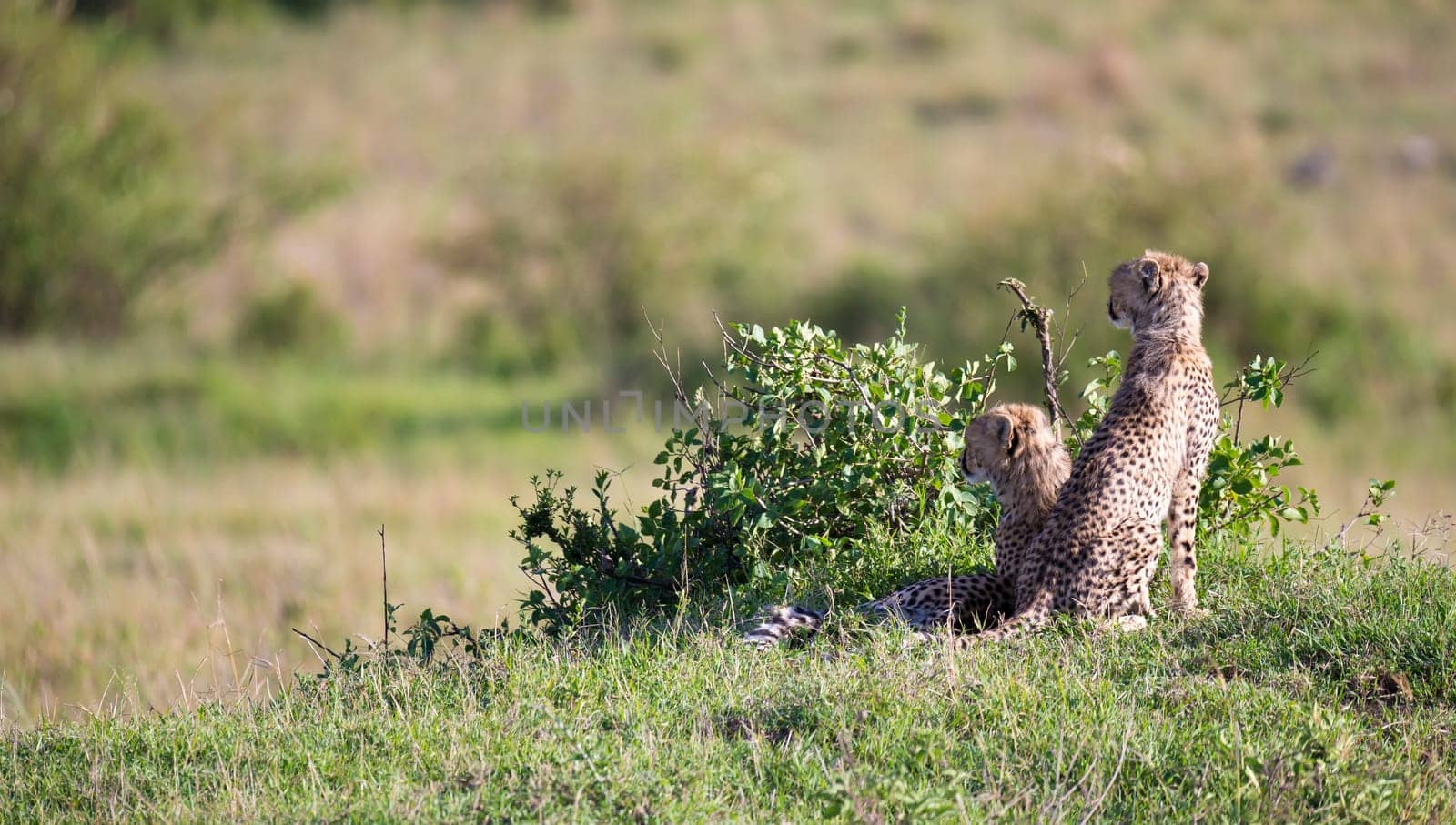 The cheetah mother with two children in the Kenyan savannah