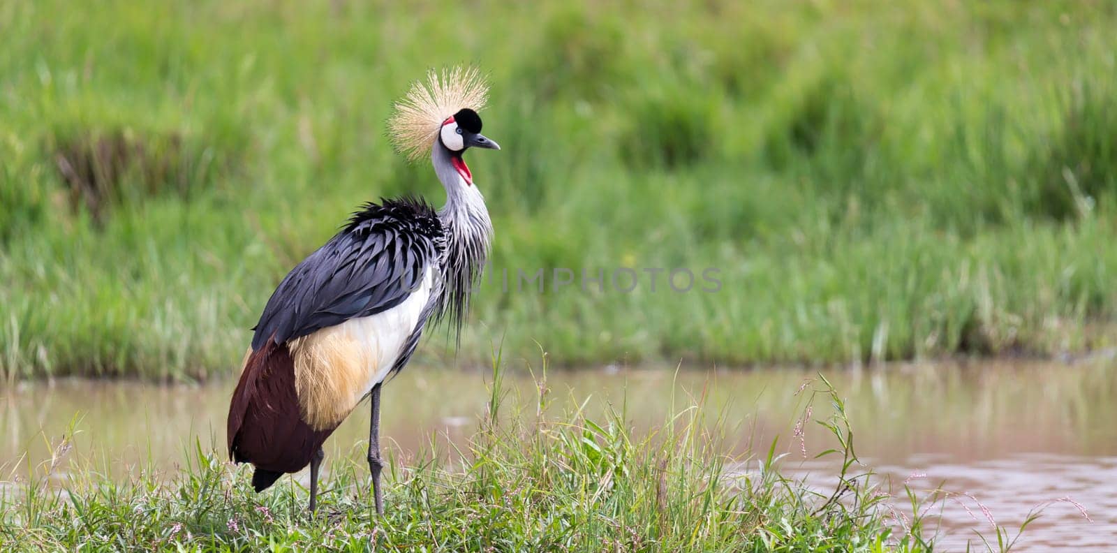 One gray-necked crowned crane stands on the bank of a river