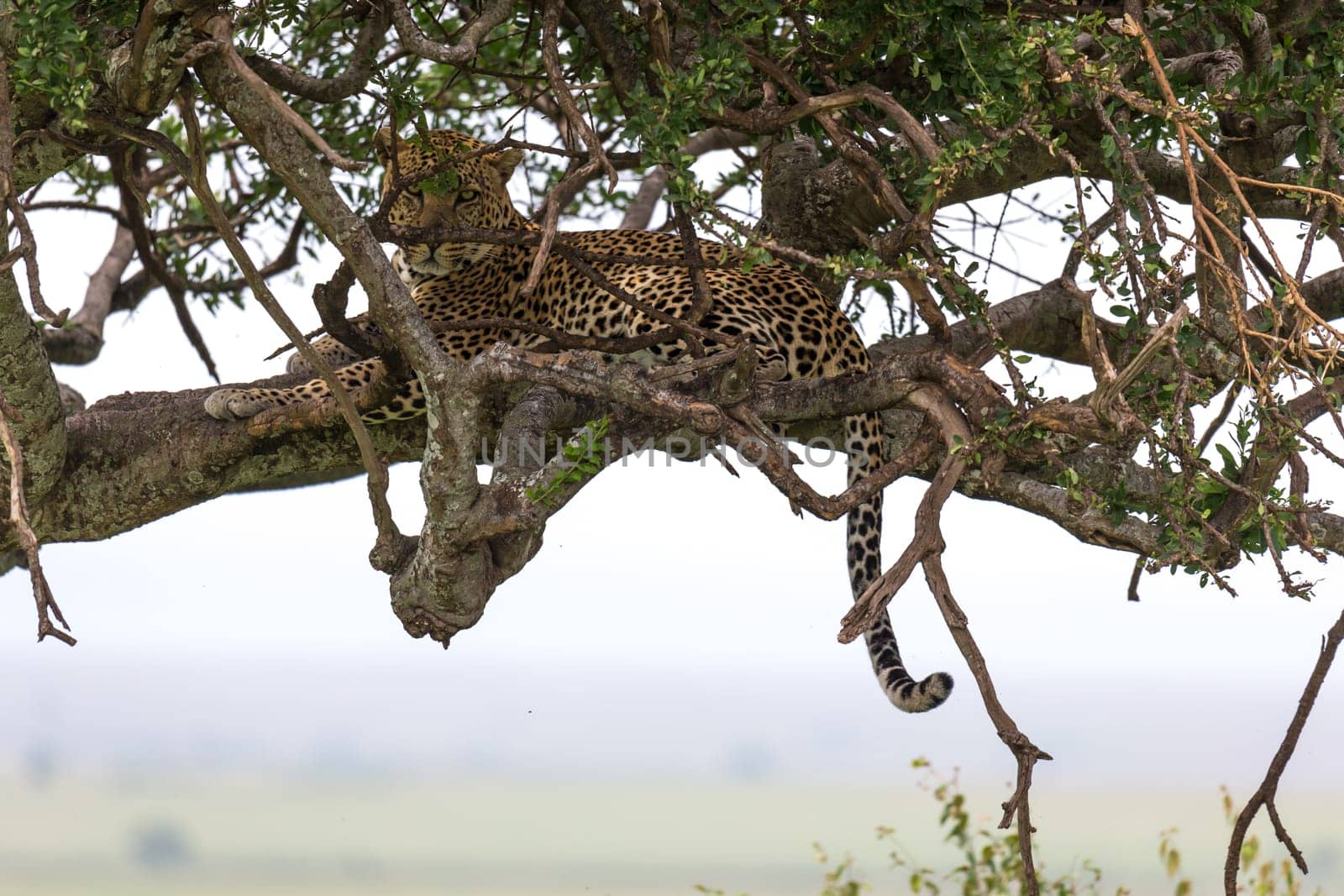 One leopard has settled comfortably between the branches of a tree to rest