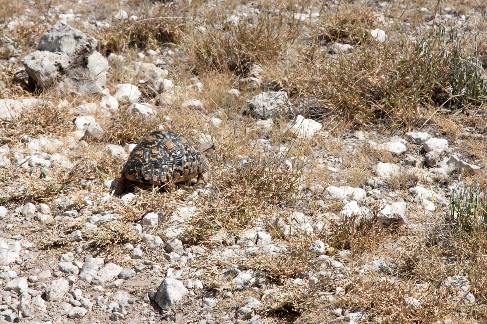 The small turtle on its way through the savanna