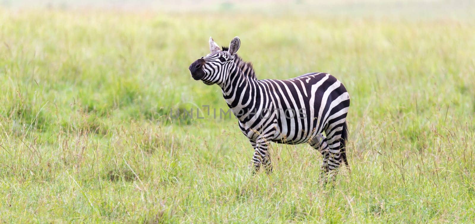 The Zebra family grazes in the savanna in close proximity to other animals