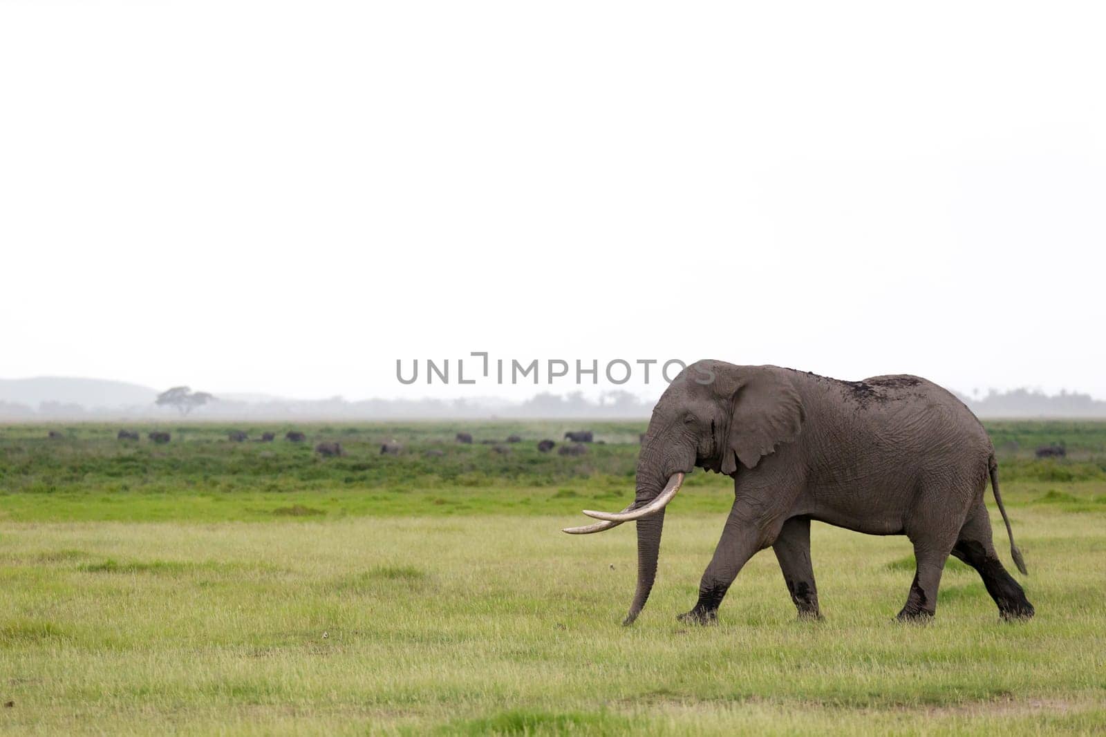 An elephant in the savannah of a national park in Kenya