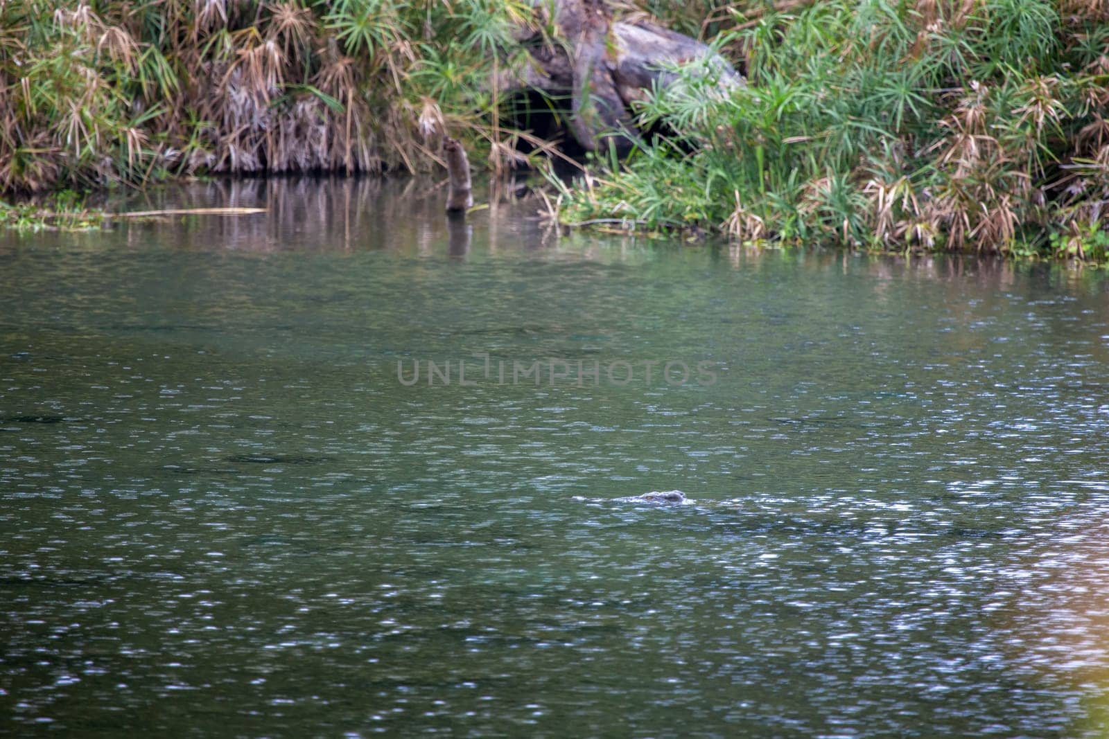 Mzima Springs animals in the water