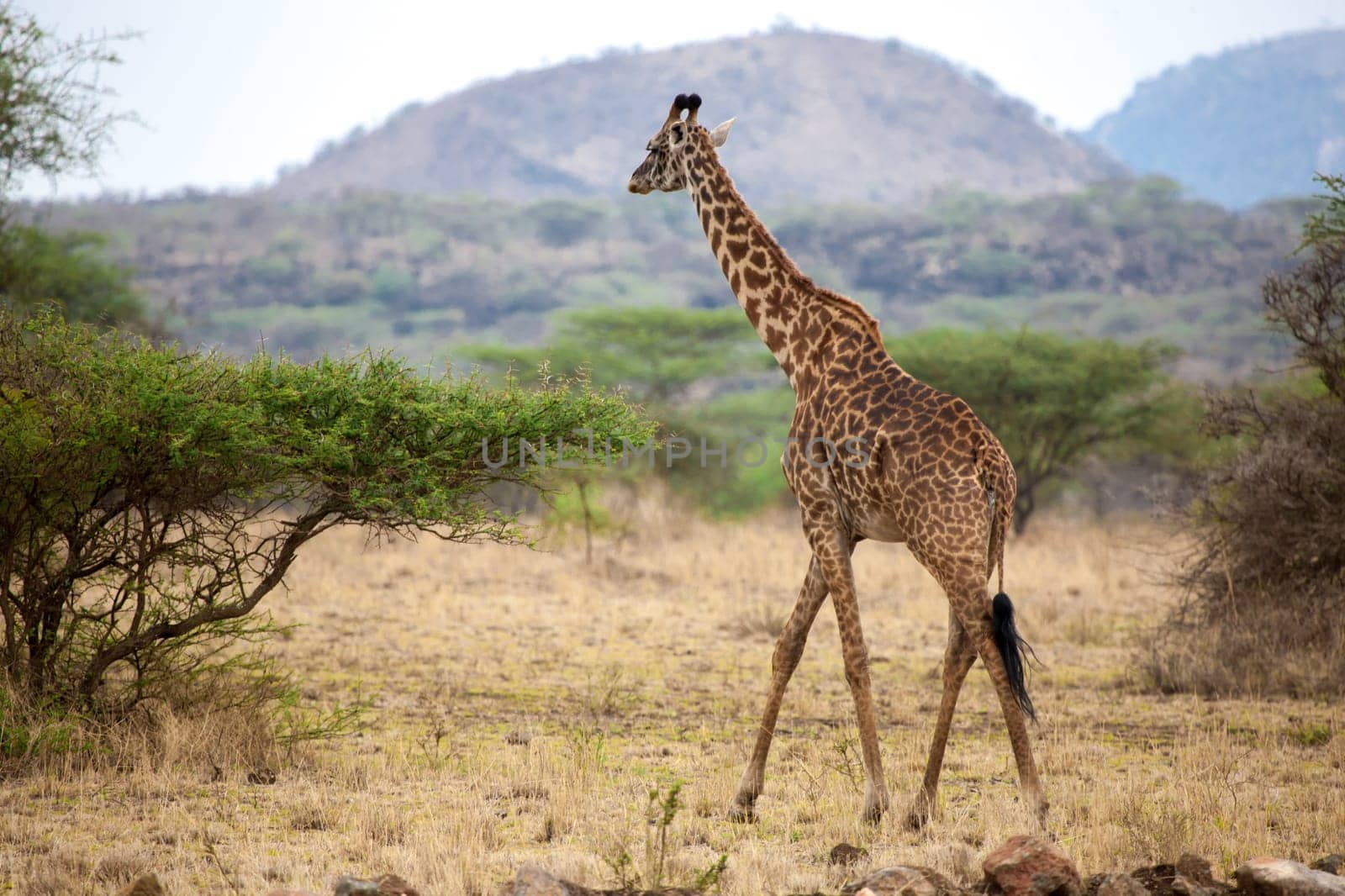 Giraffe is walking between the bushes in the savannah of Kenya