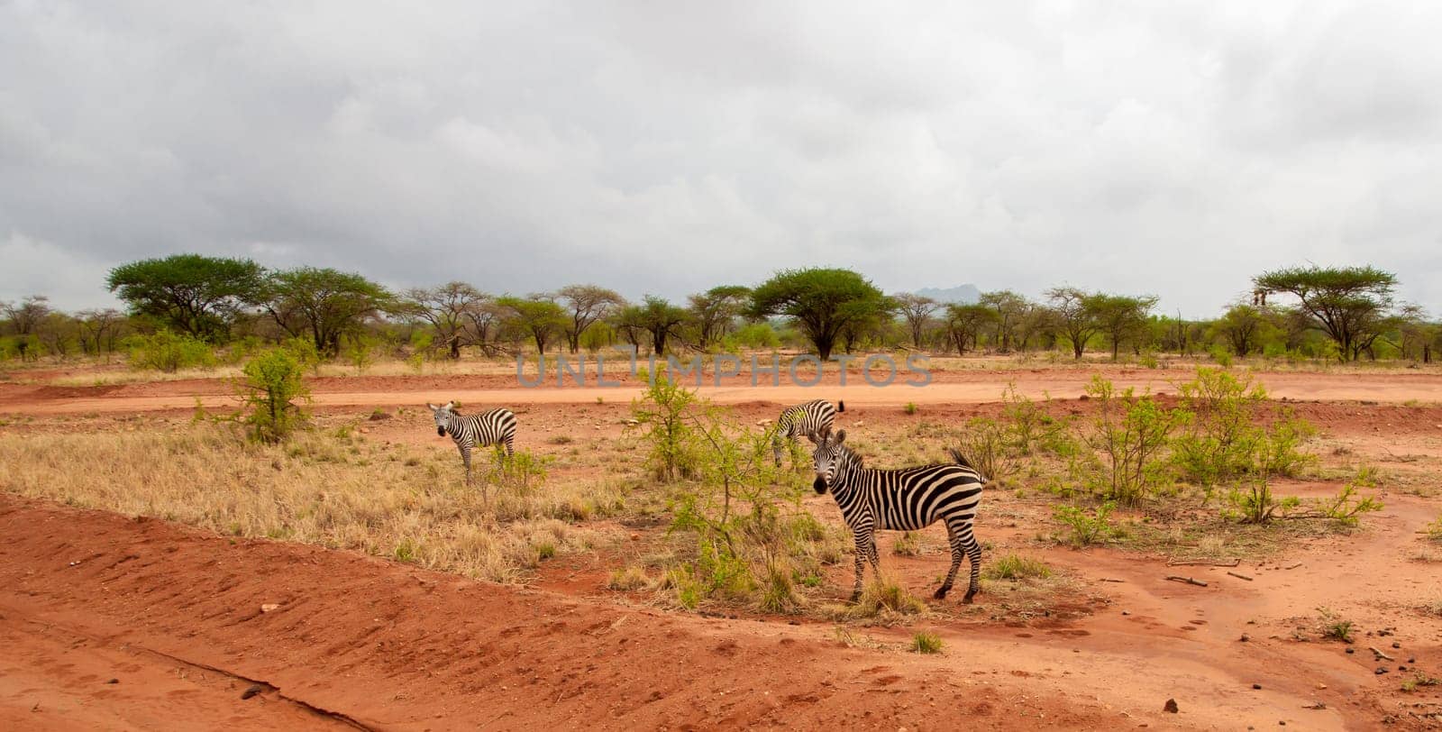 Zebra standing by the road in the savannah of Kenya