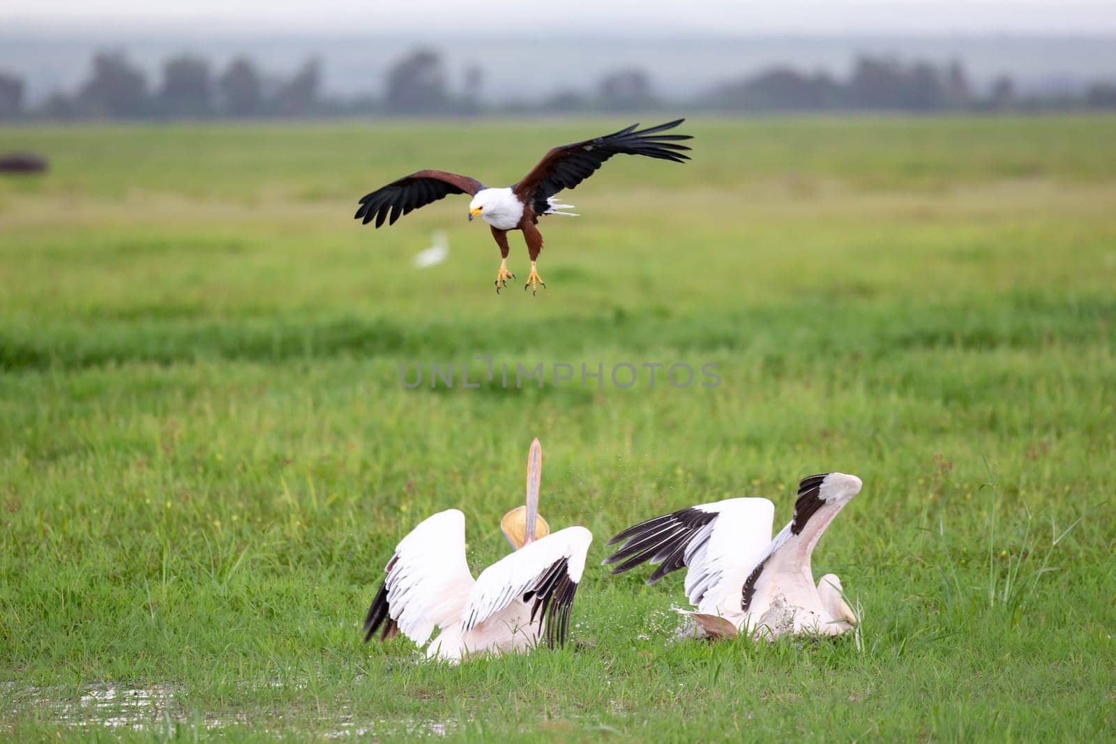 A pelican birds are standing in the green grass