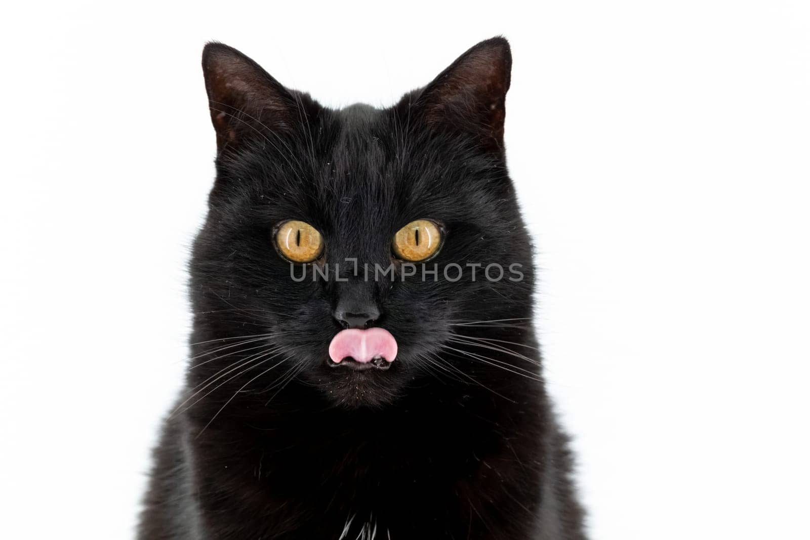 Beautiful black cat poses on a white background