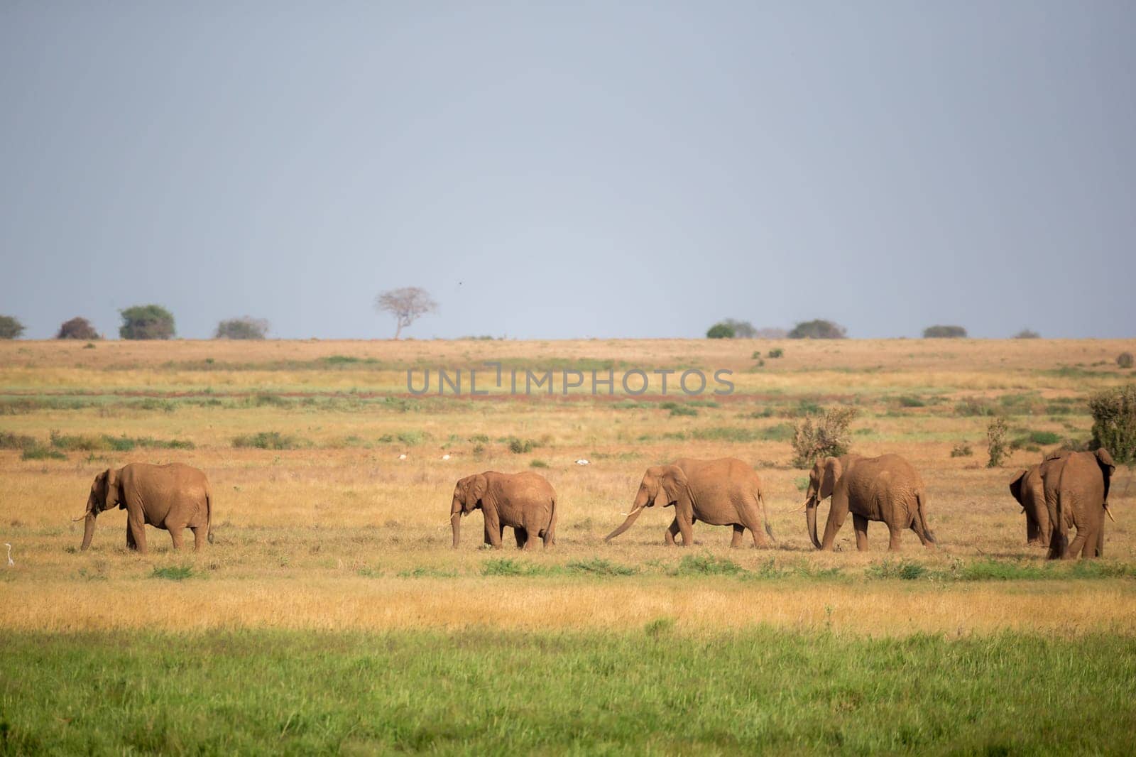 A lot of elephants are walking in the grassland of the savannah in Kenya