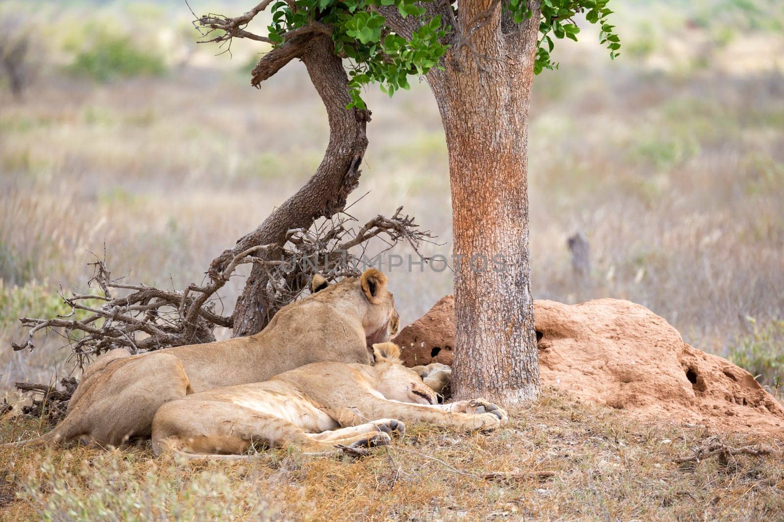 Some lions rest in the shade of a tree