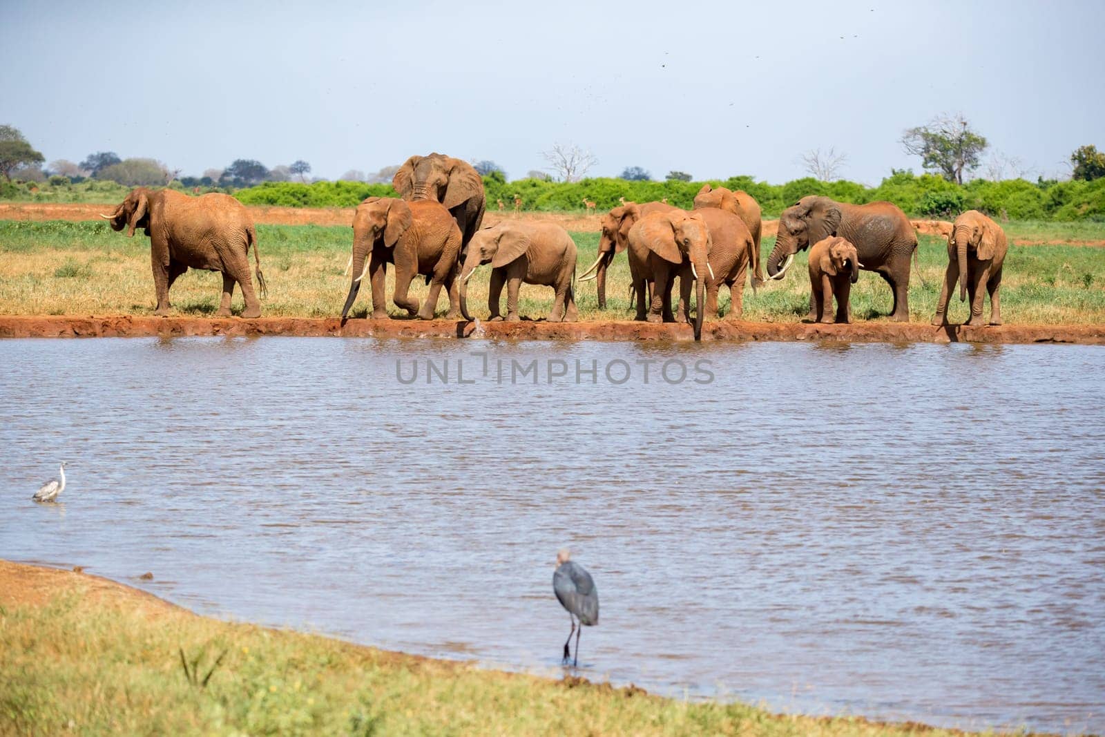 Waterhole in the savannah with some red elephants