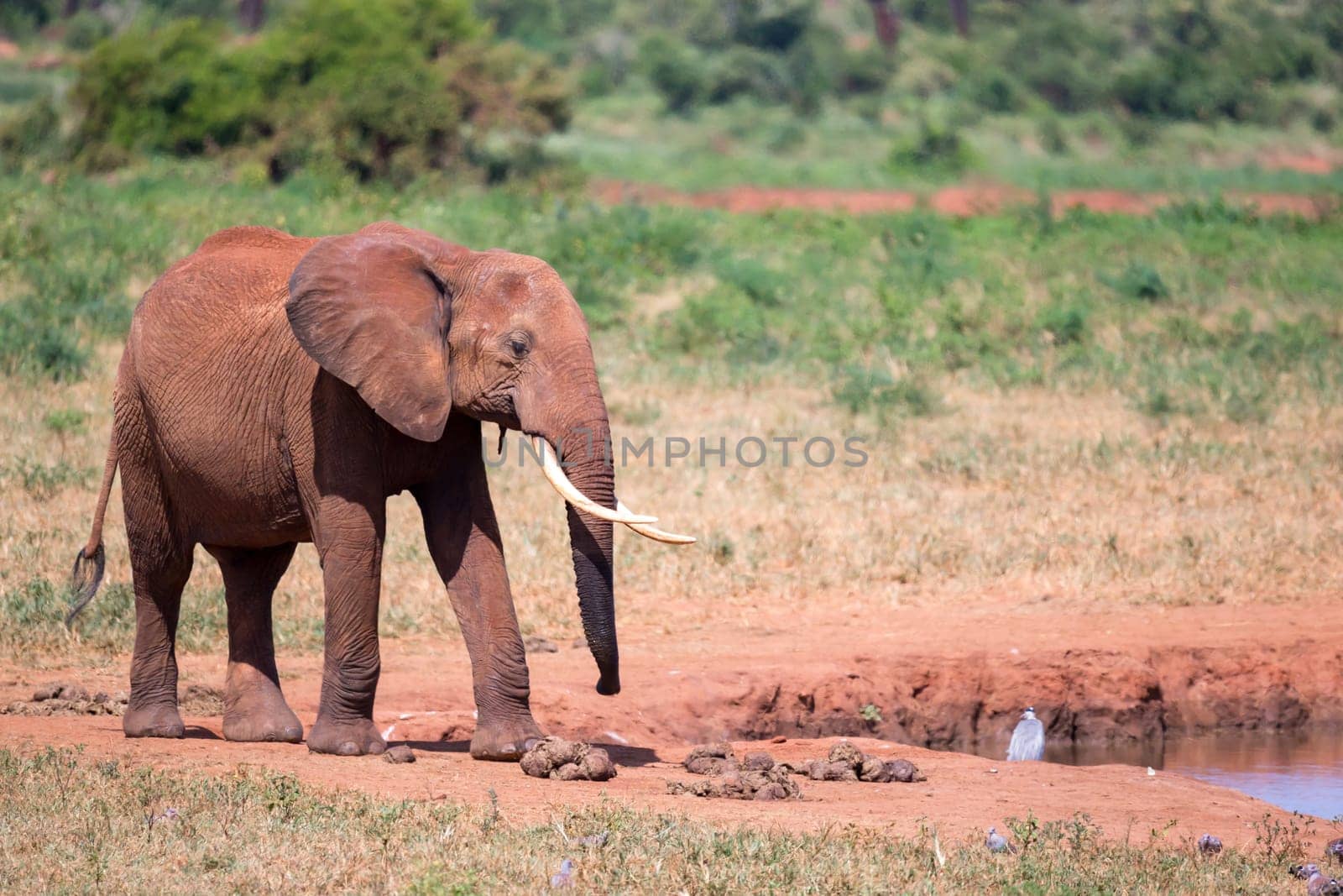 Waterhole in the savannah with some red elephants