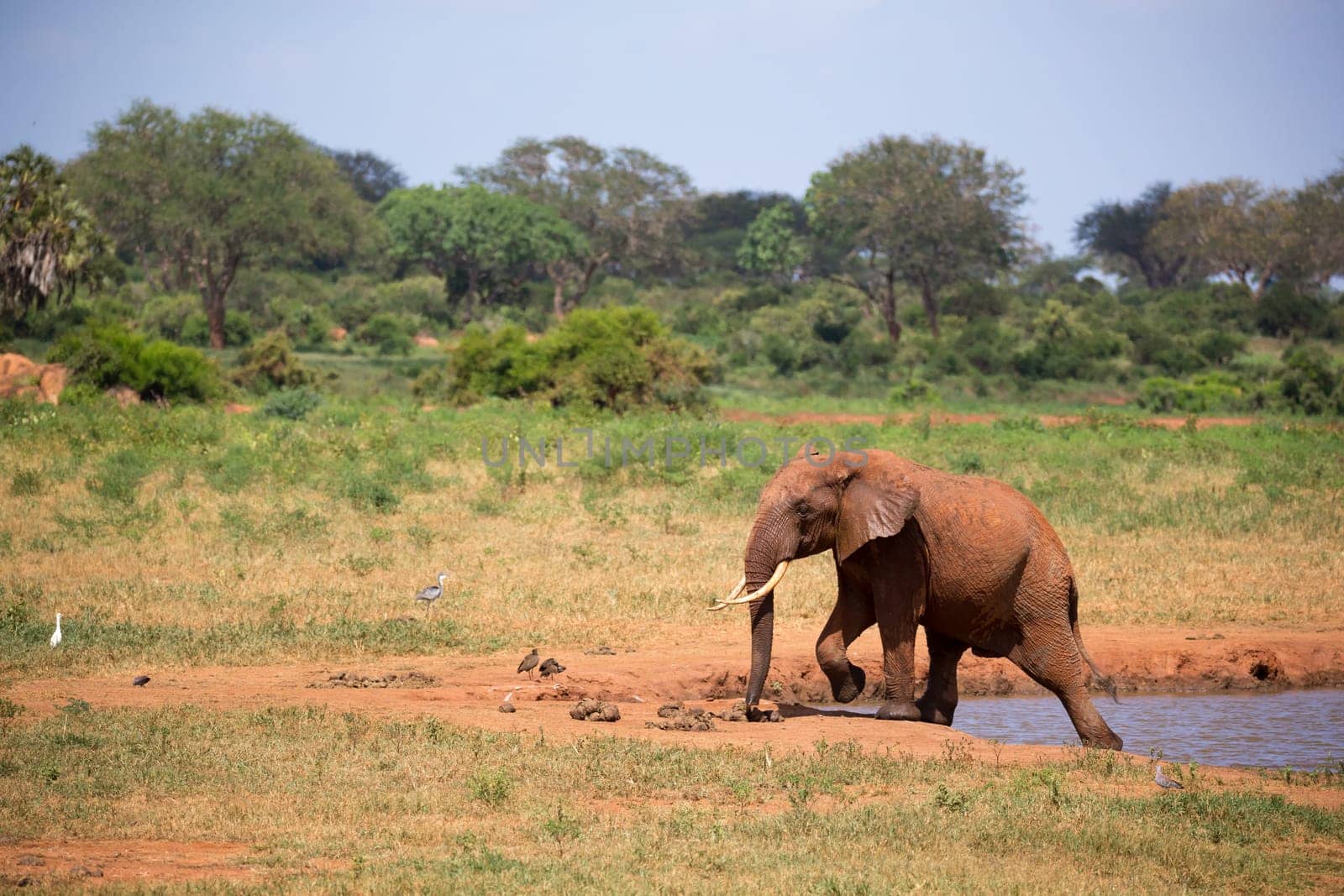 Elephant on the waterhole in the savannah of Kenya