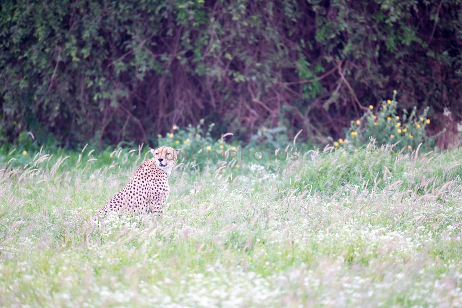 A cheetah in the grassland in the savannah of Kenya