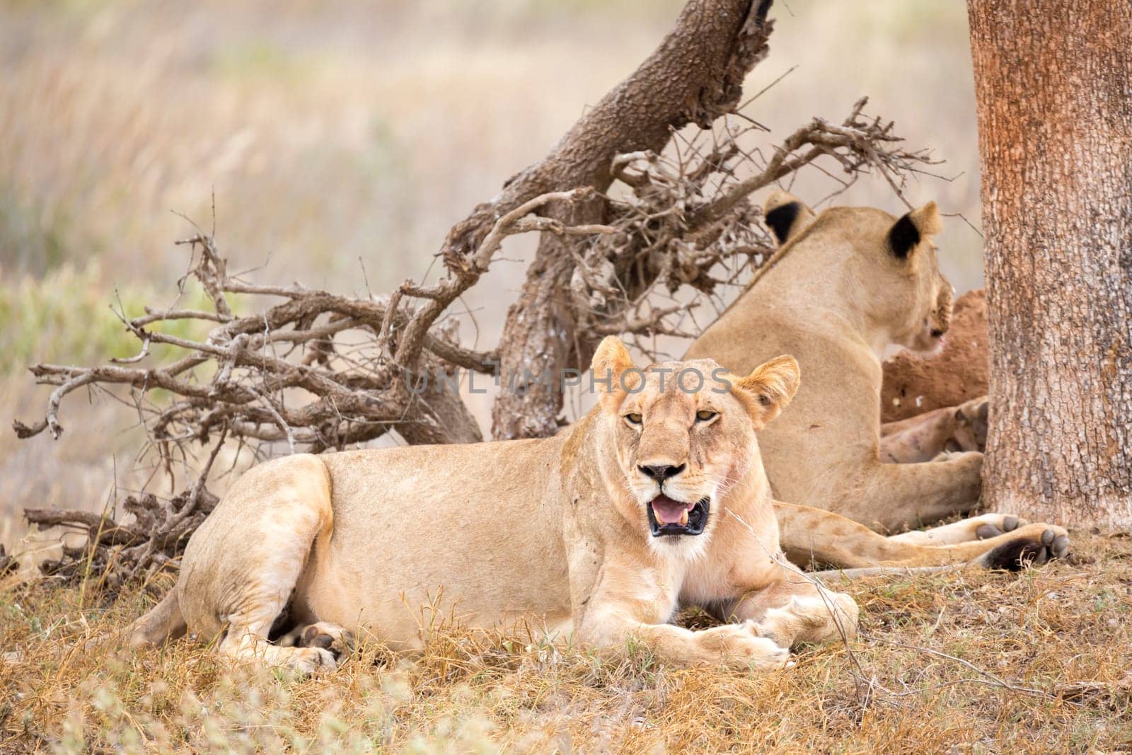 Some lions rest in the shade of a tree