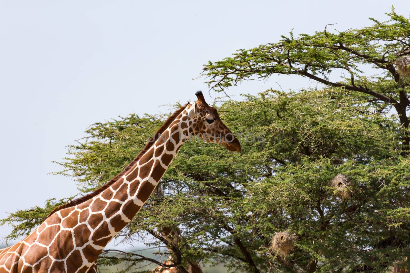 The closeup of a giraffe with many plants in the background