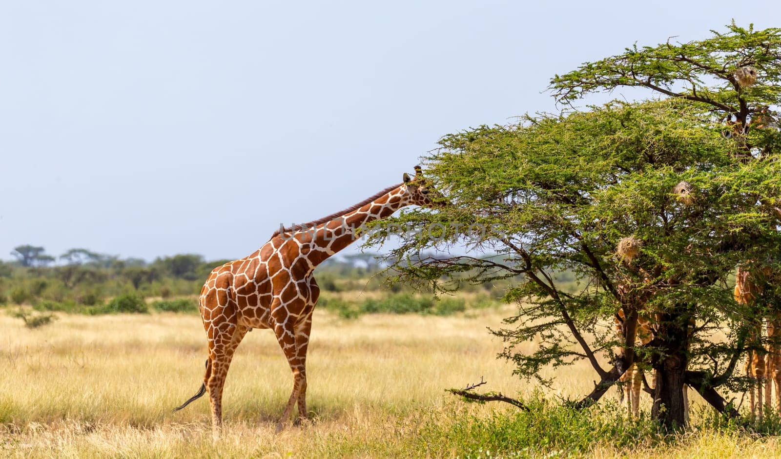 A Somalia giraffes eat the leaves of acacia trees