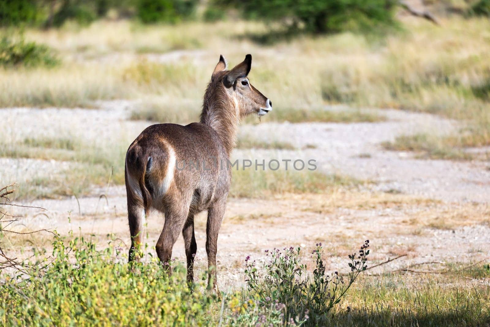The waterbuck is looking for something in the savannah