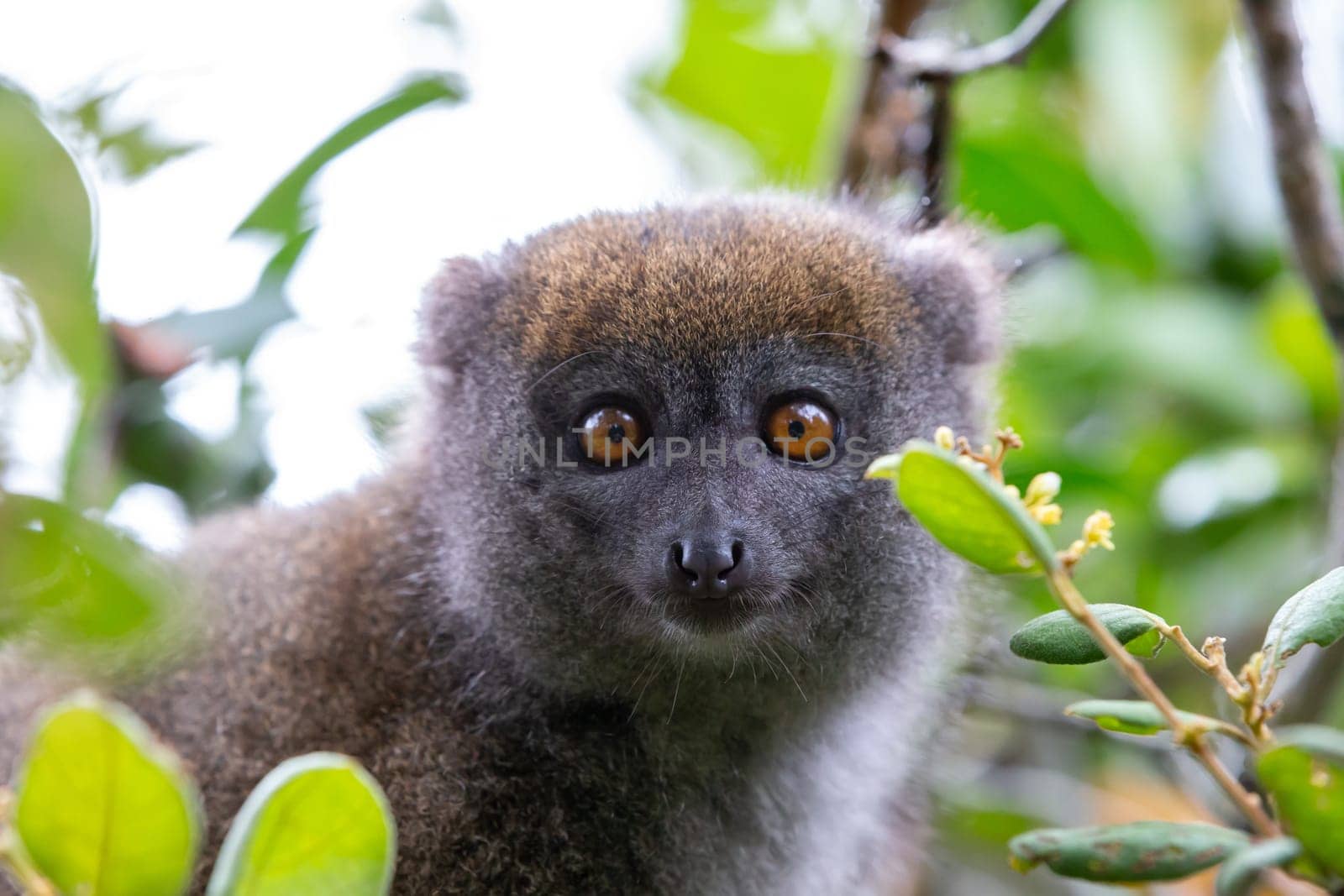 One little lemur on the branch of a tree in the rainforest