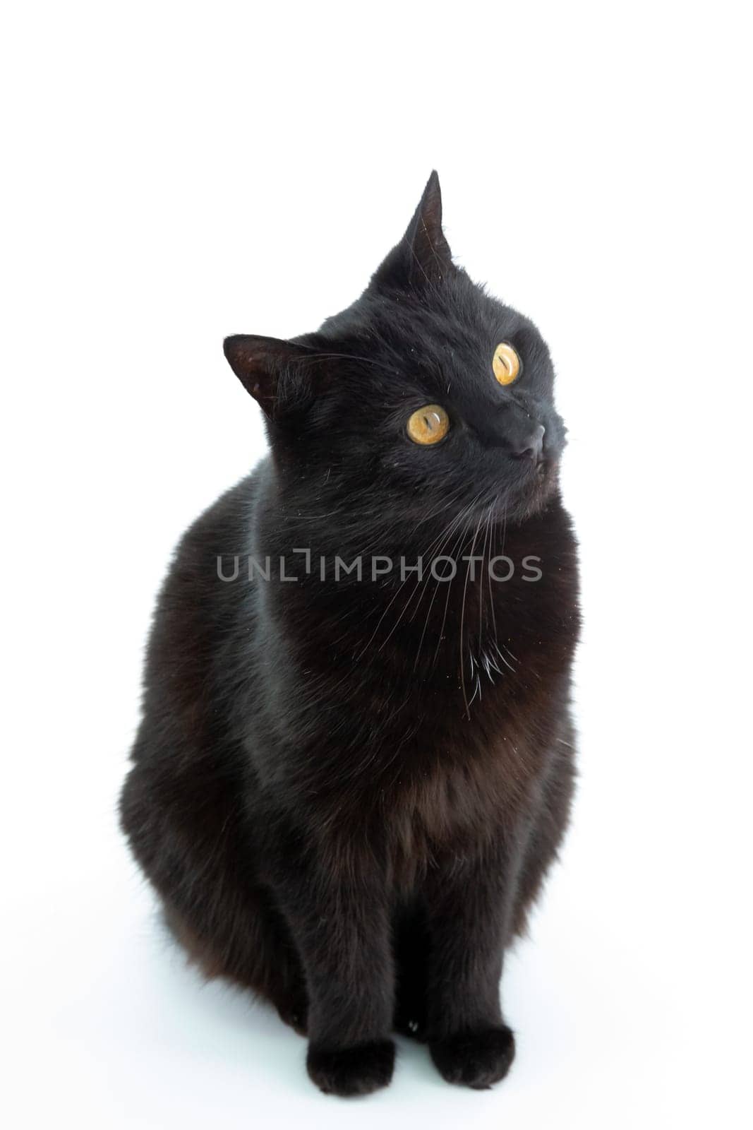 Beautiful black cat poses on a white background