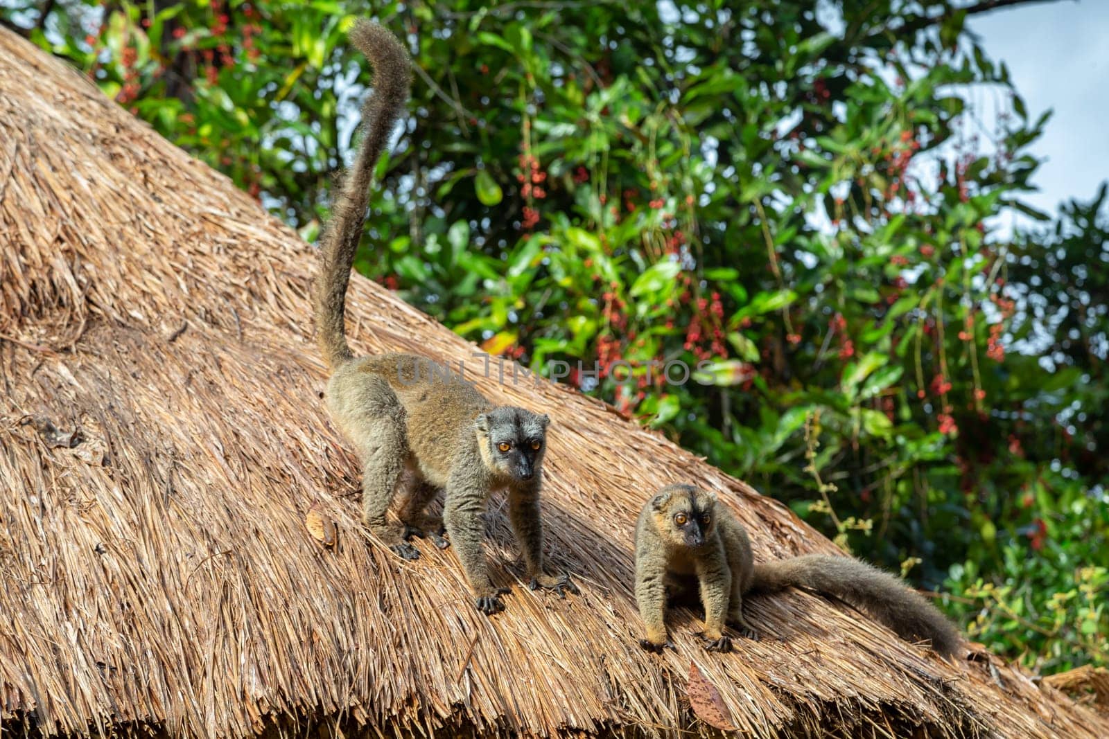 The Lemurs on the thatched roof of a building