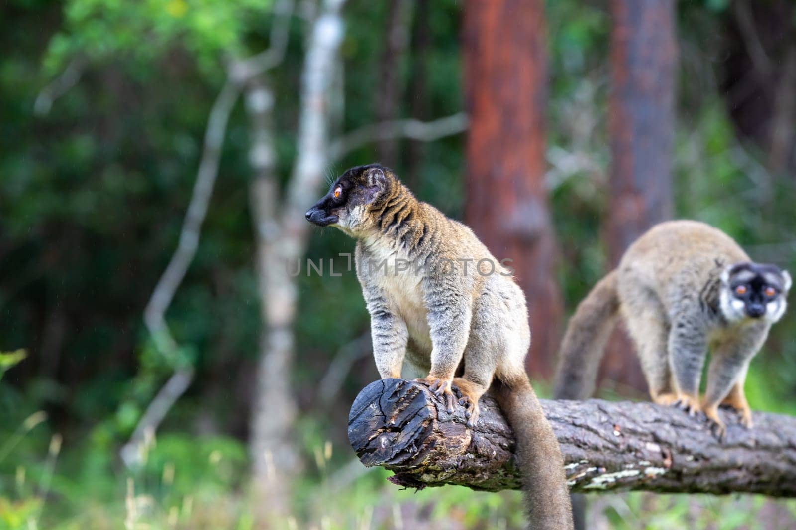 The Lemurs on a log hanging over the water