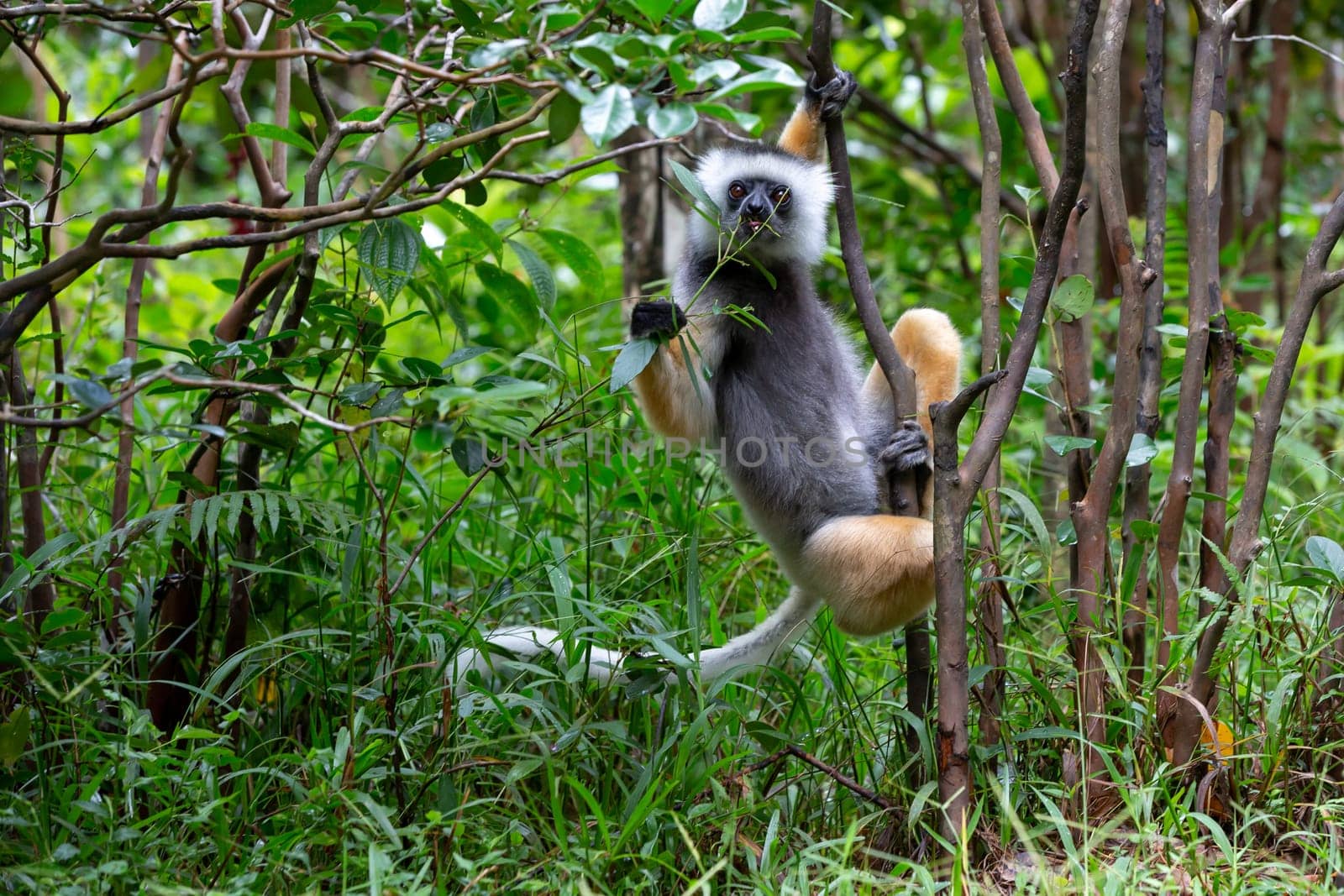 One Sifaka Lemur in the rainforest on the island of Madagascar