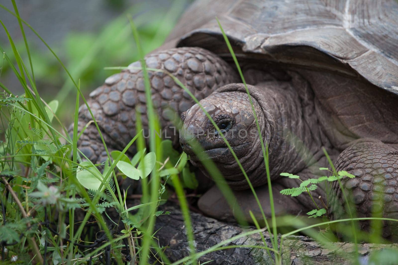 A big turtle between the gras
