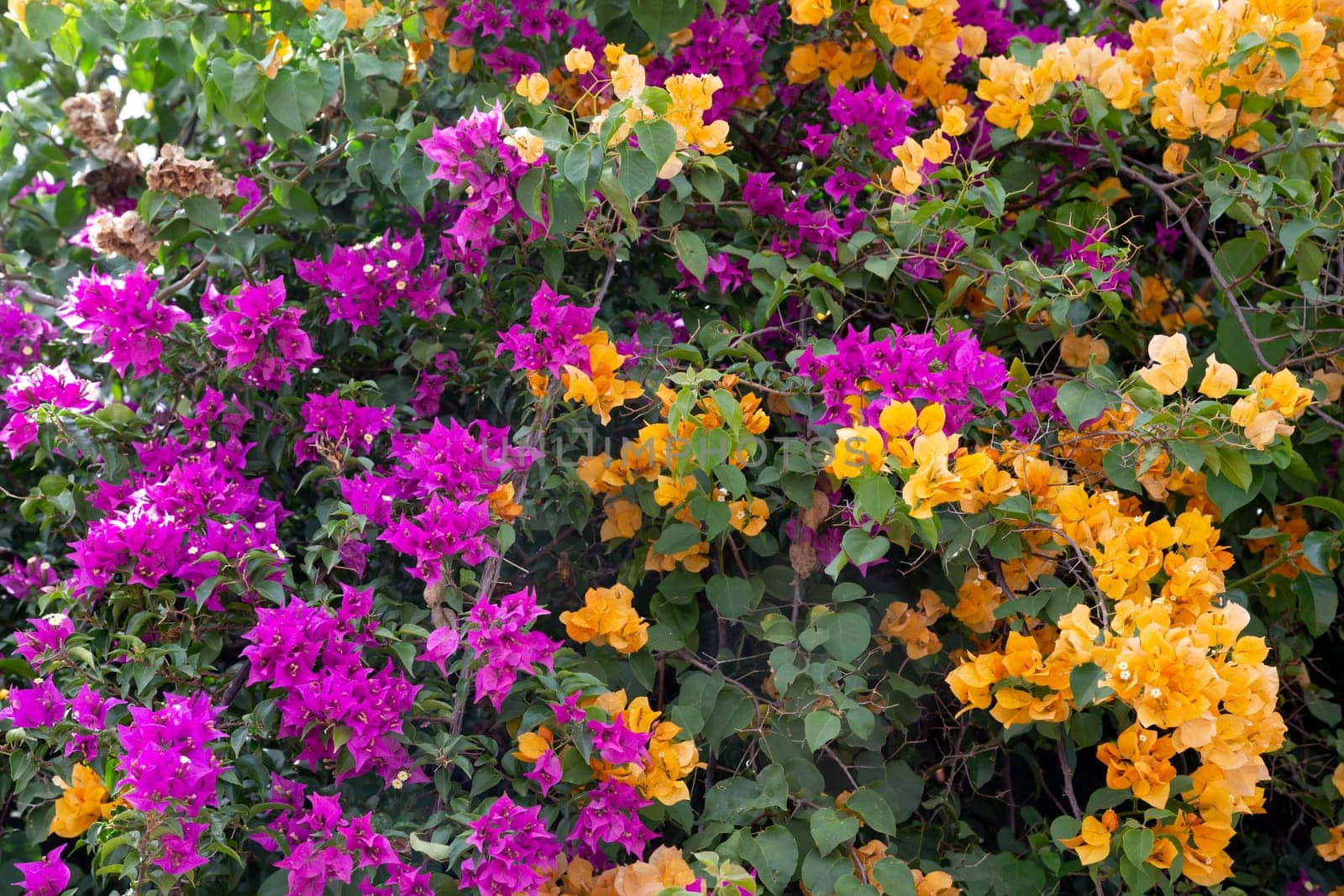 Colorful plants and flowers on the island of Madagascar