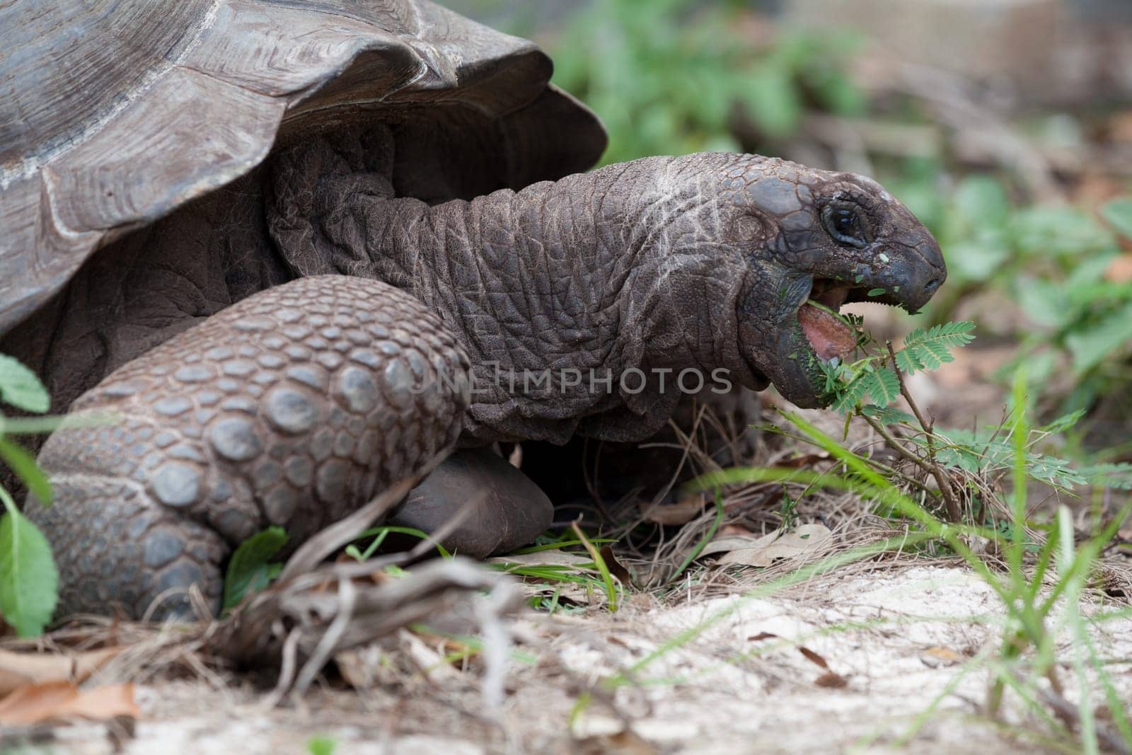 A big turtle between the gras