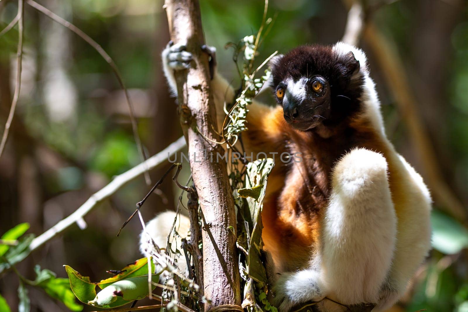 One Sifaka lemur that has made itself comfortable in the treetop