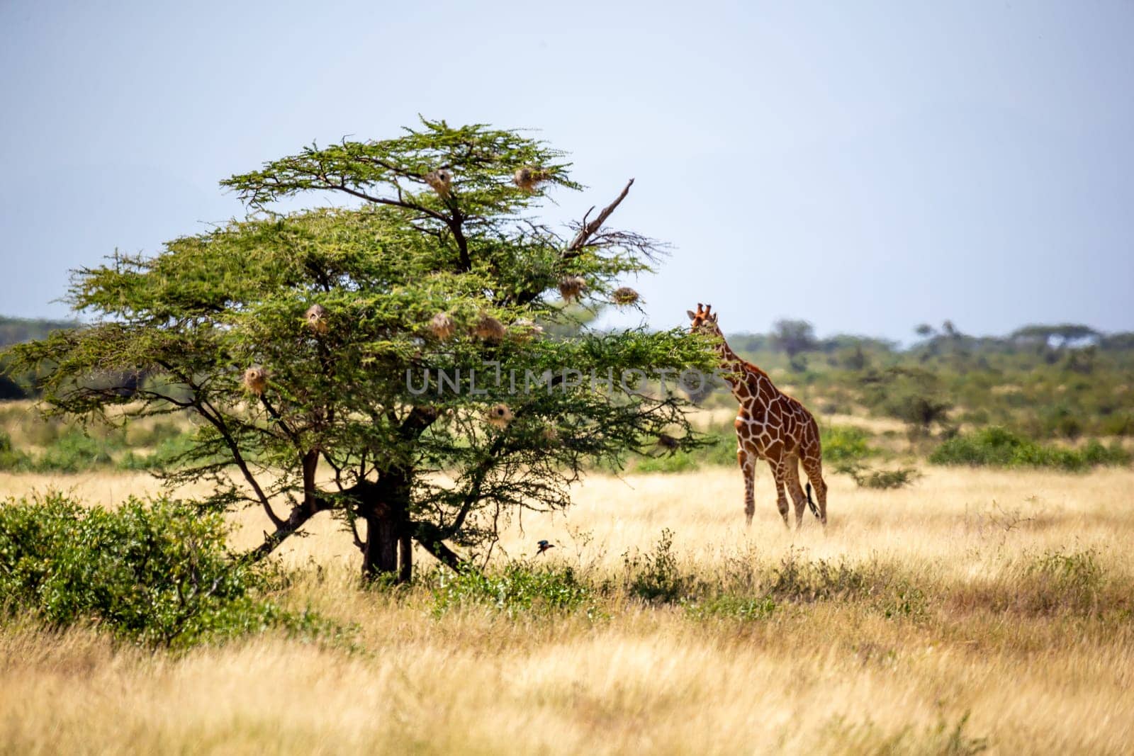 A Somalia giraffes eat the leaves of acacia trees