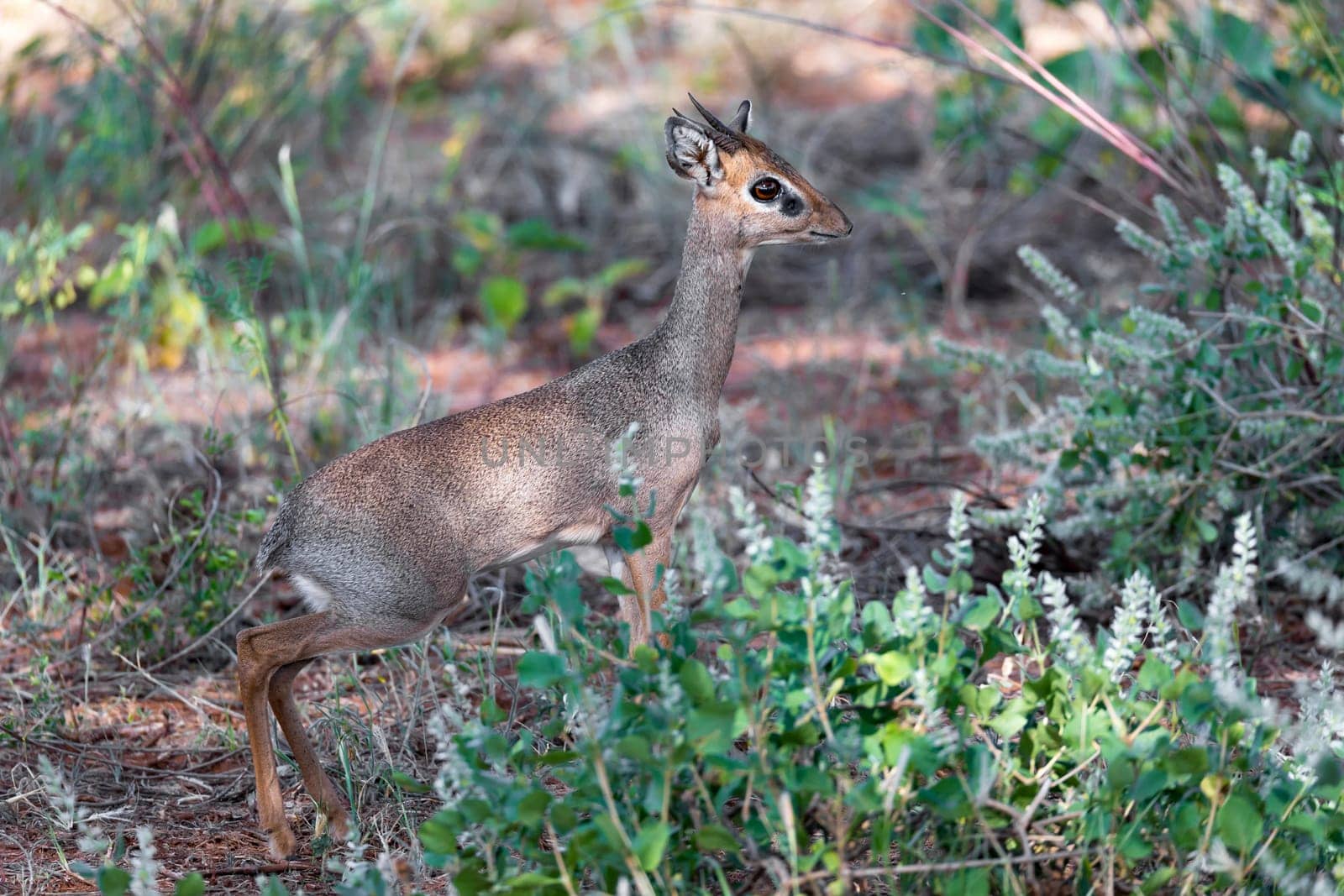 An antelope in the middle of the savannah of Kenya