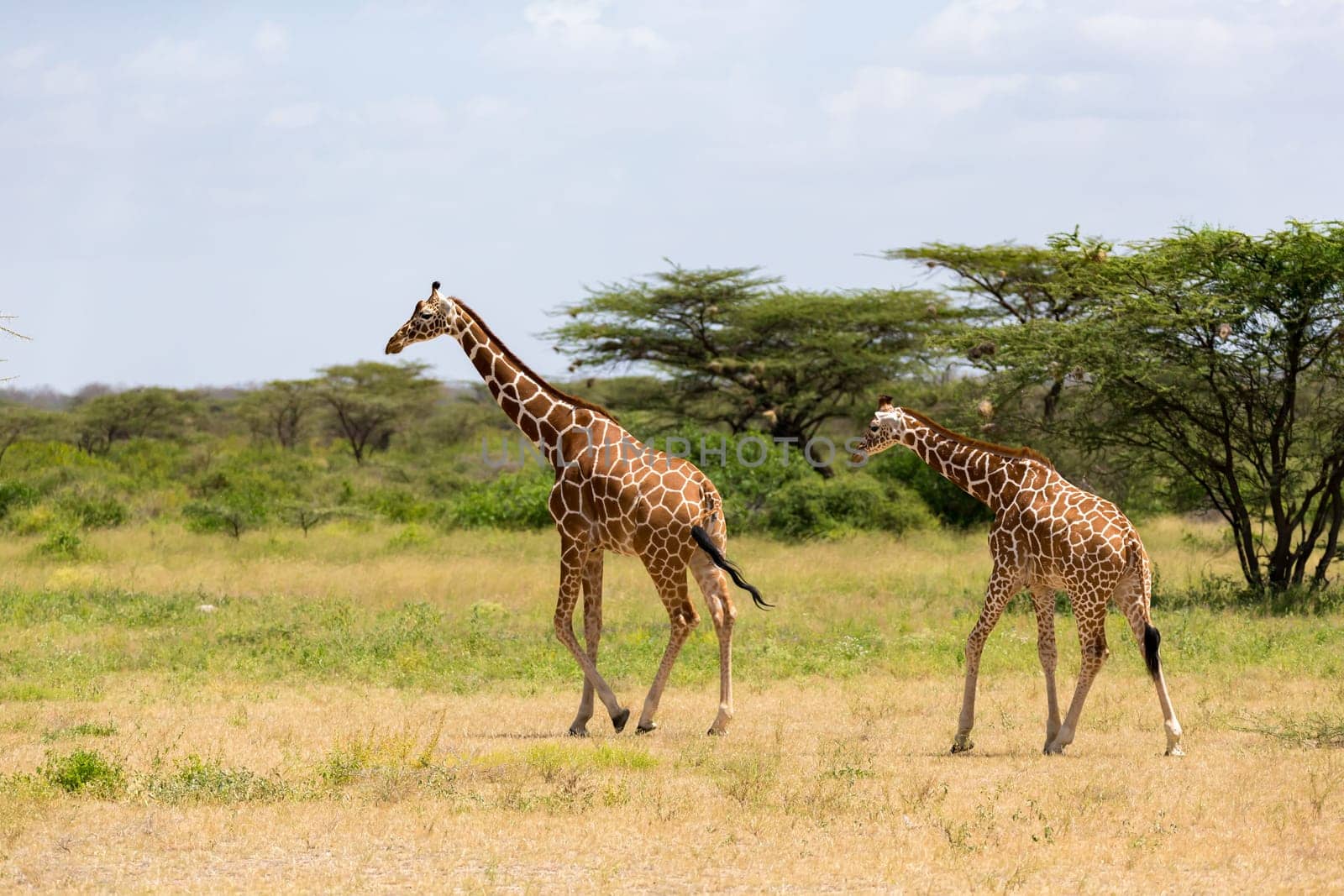 A several giraffes are walking through the grassland