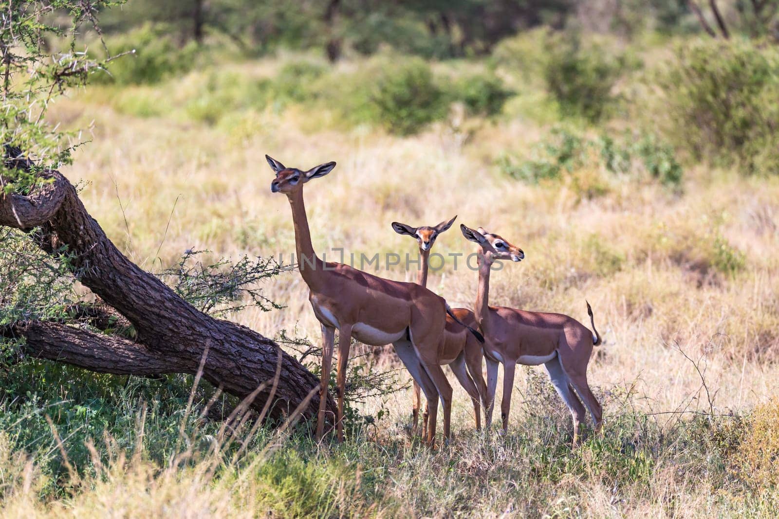 The gerenuk in the kenyan savanna looking for food