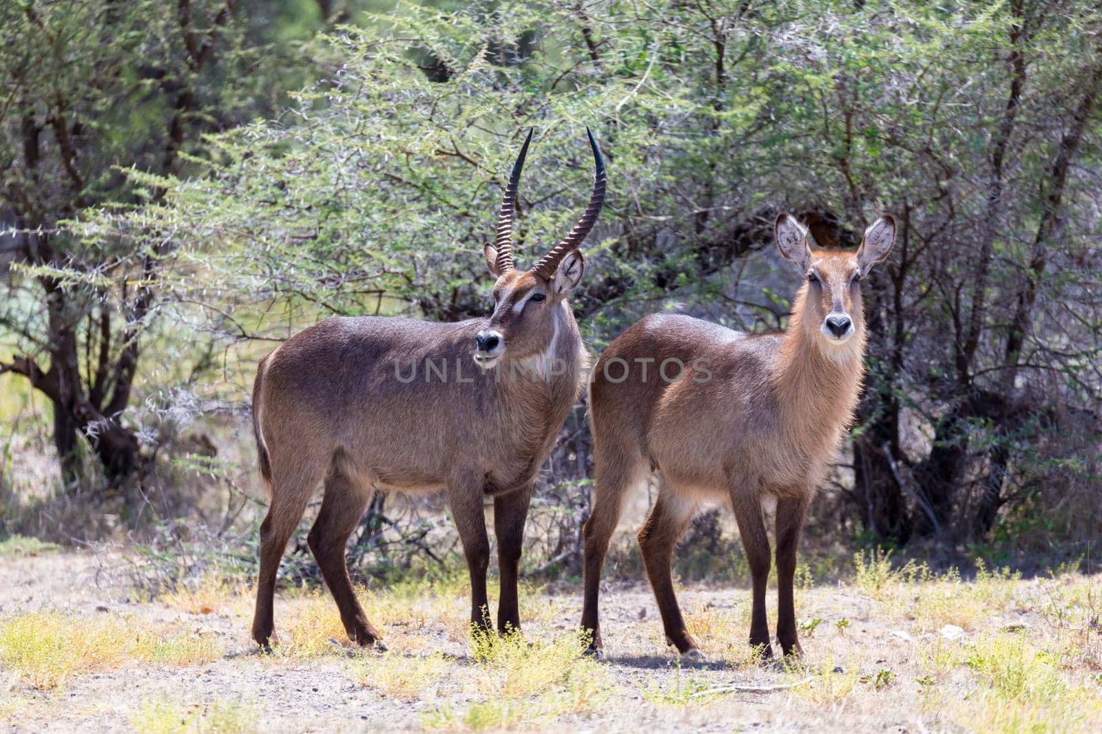 An antelope in the middle of the savannah of Kenya