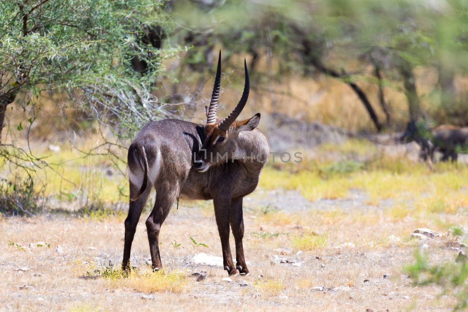 An antelope in the middle of the savannah of Kenya