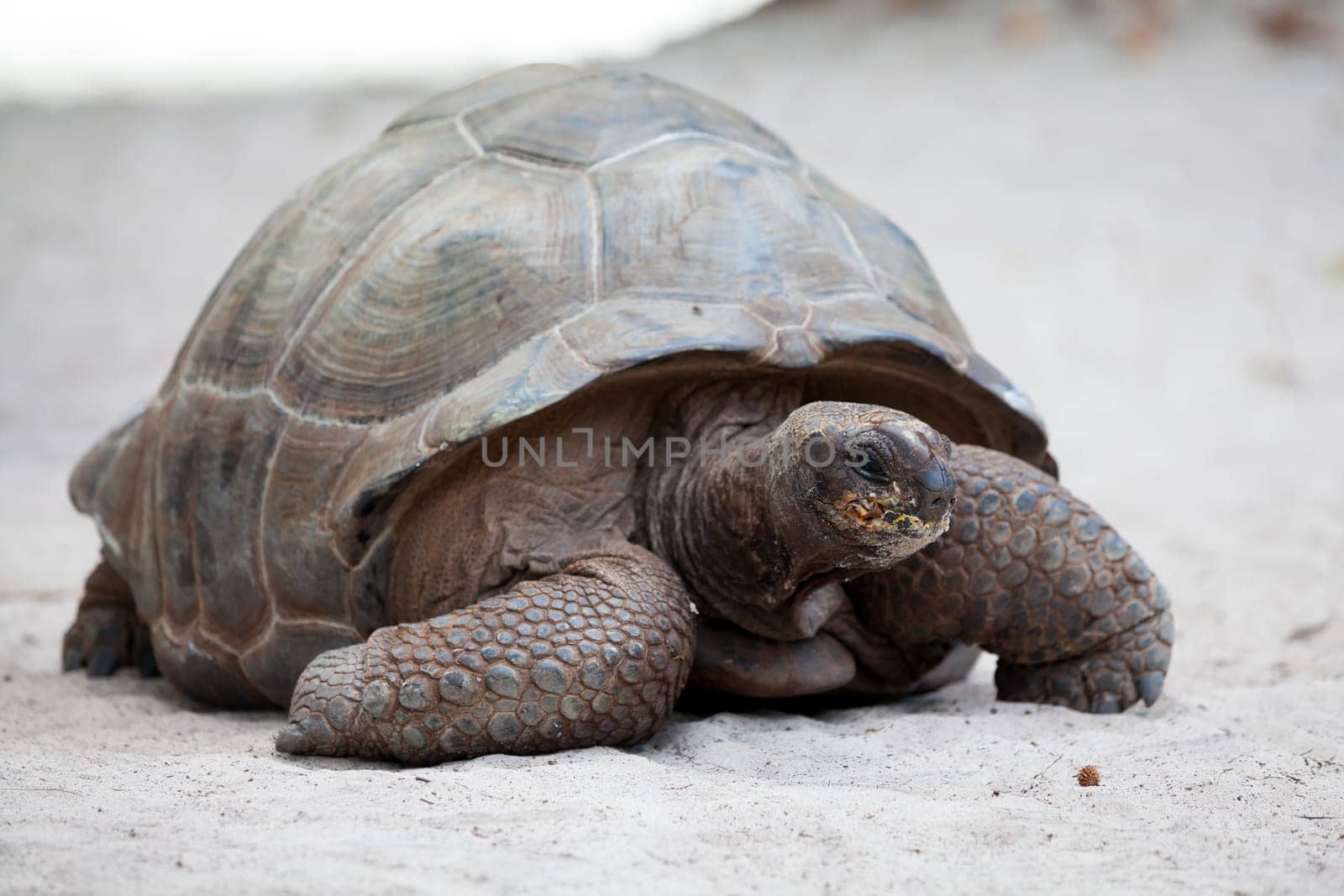 A big turtle on the beach on the Seychelles