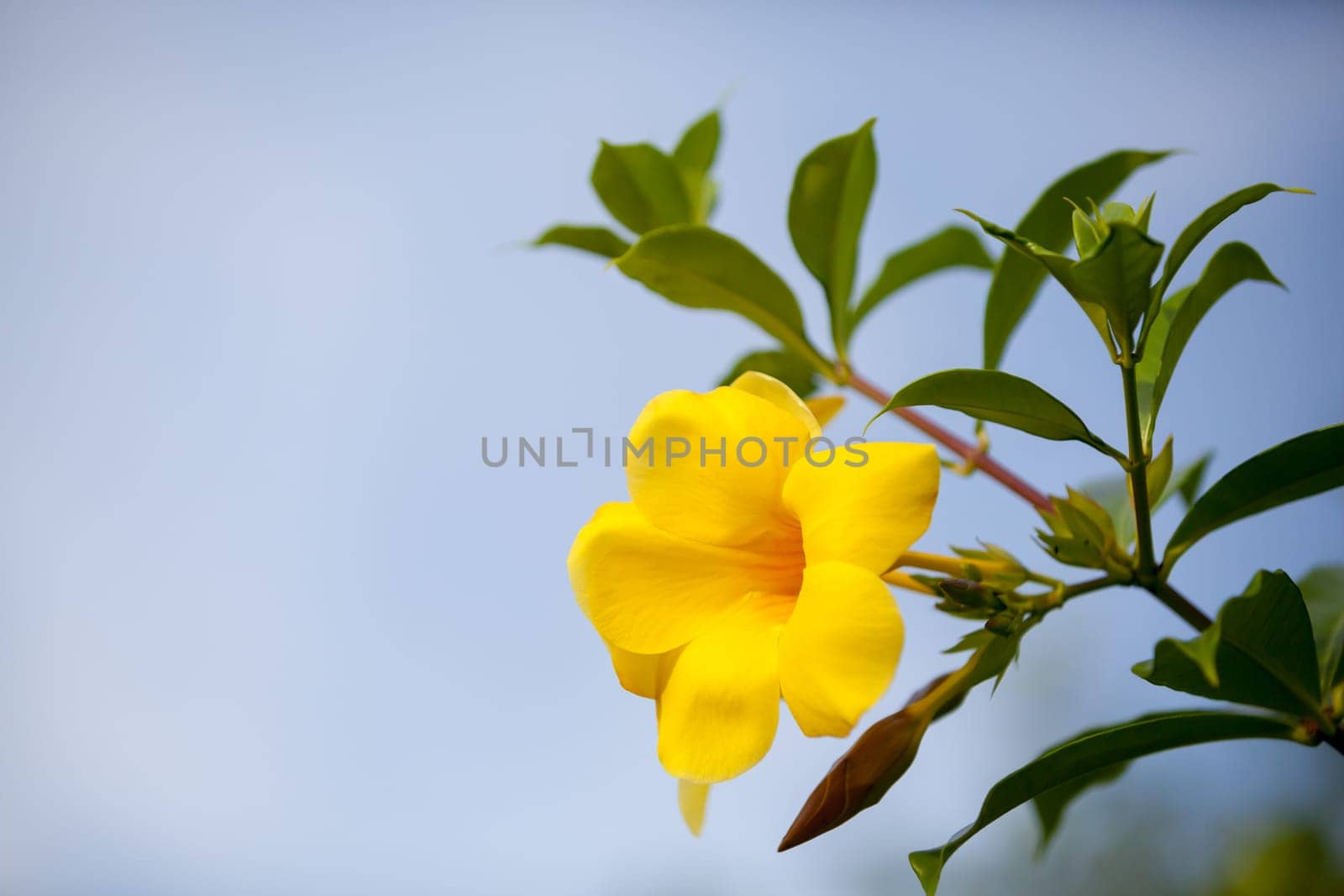 Local exotic flowers very colorfull and beautiful