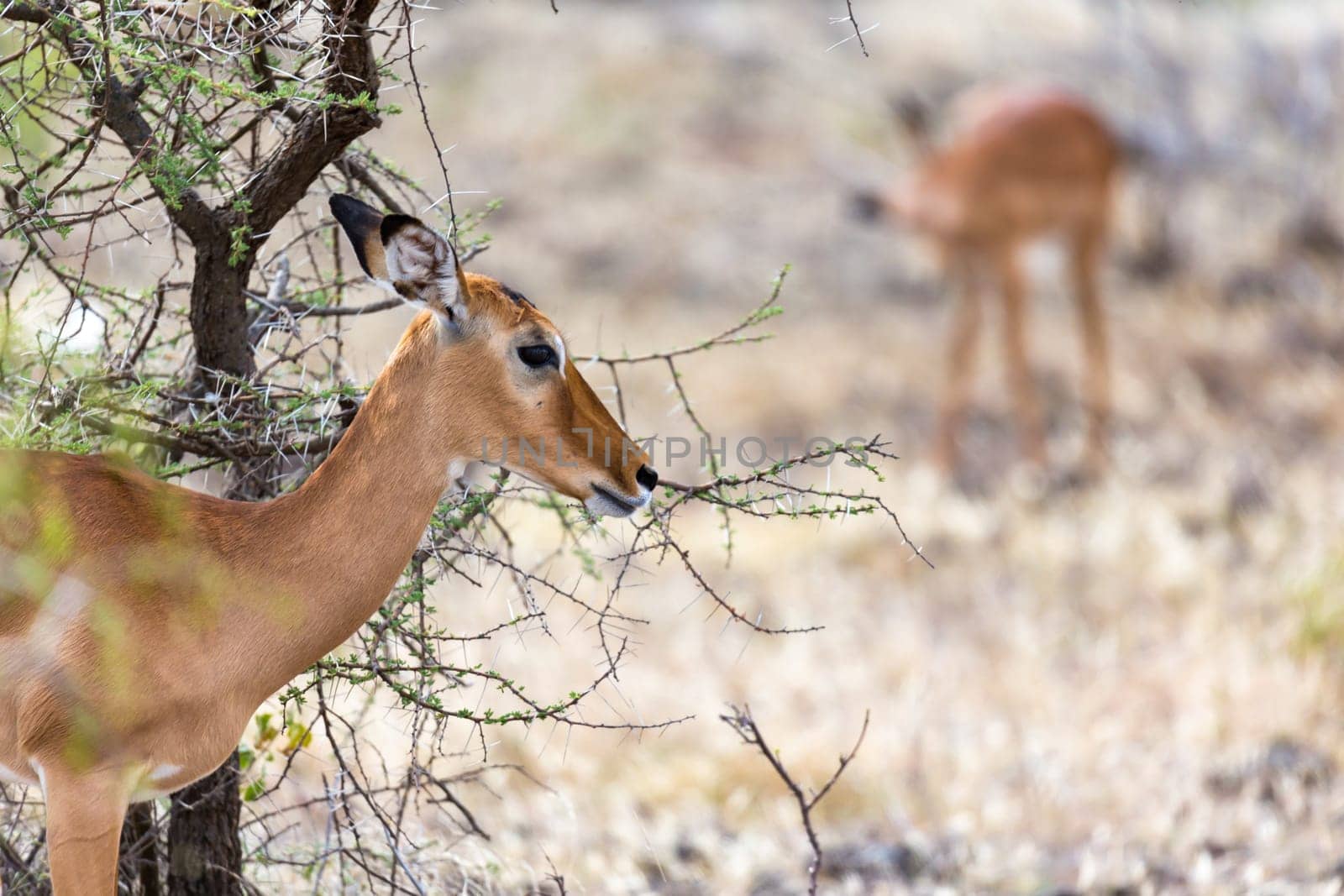 The Grant Gazelle grazes in the vastness of the Kenyan savannah